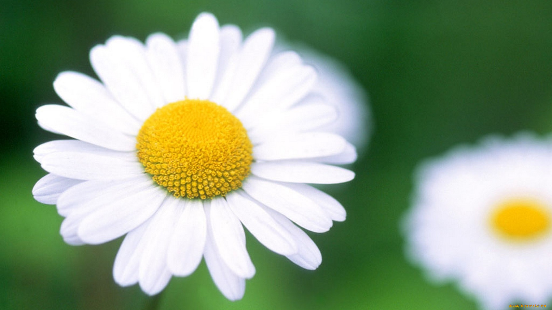 цветы, ромашки, белые