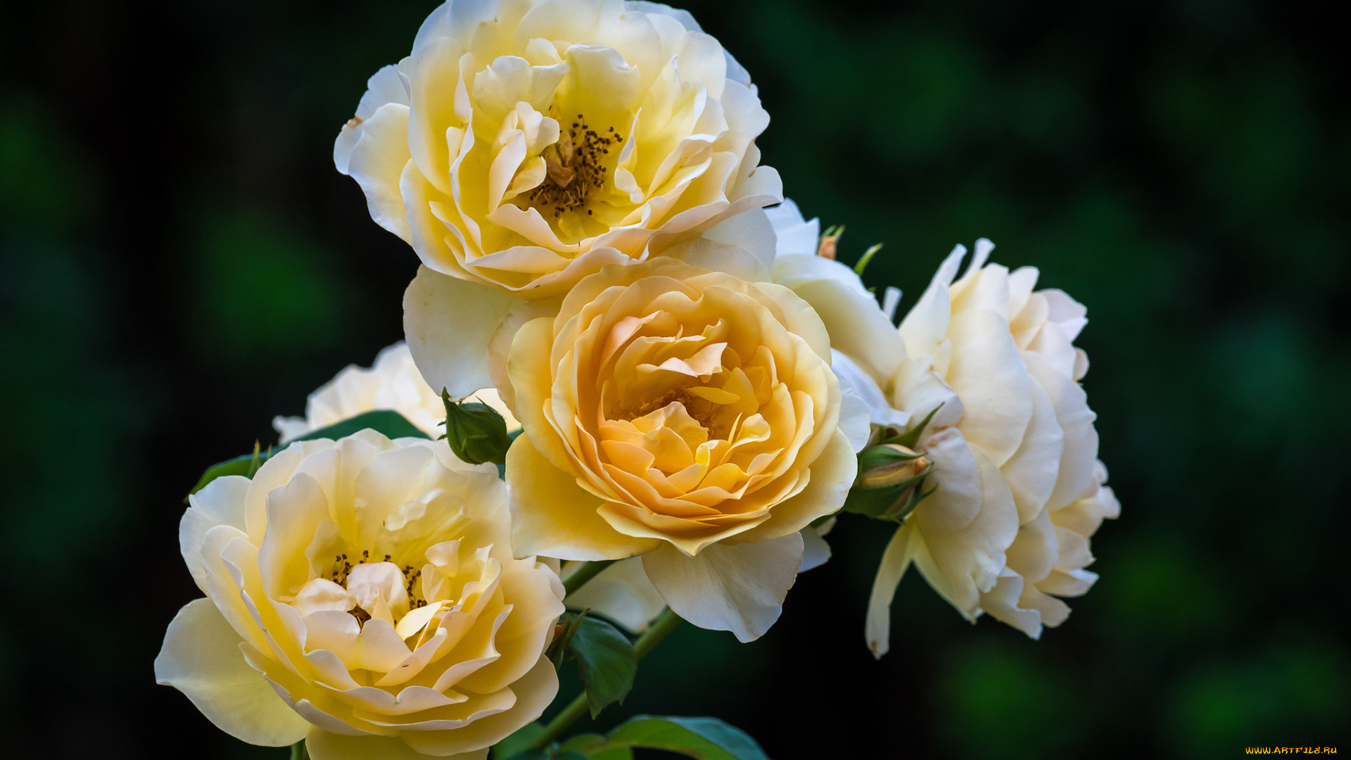 цветы, розы