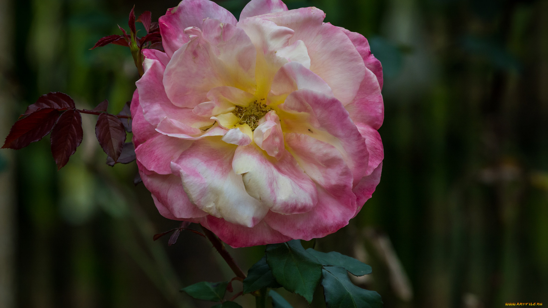 цветы, розы, роза