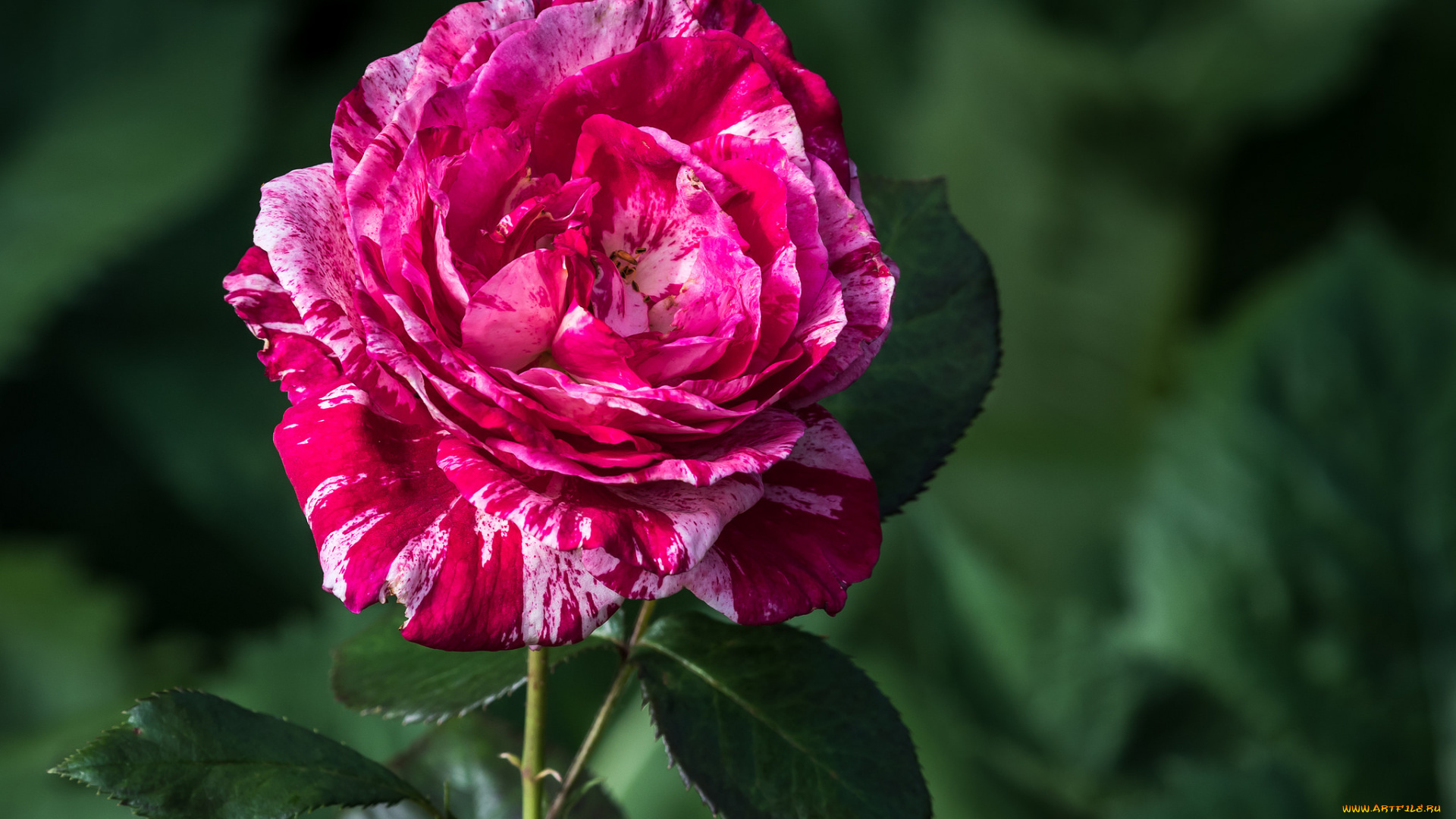 цветы, розы, розовая