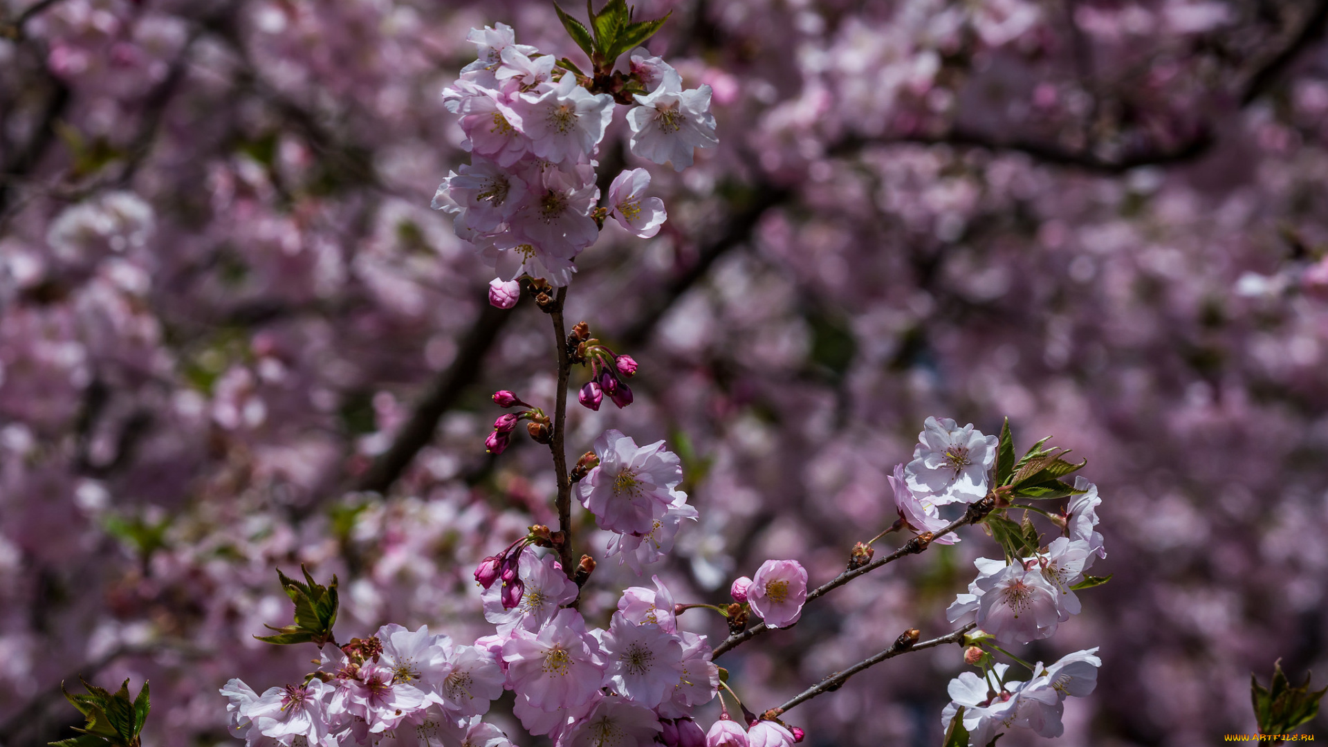 цветы, сакура, , вишня