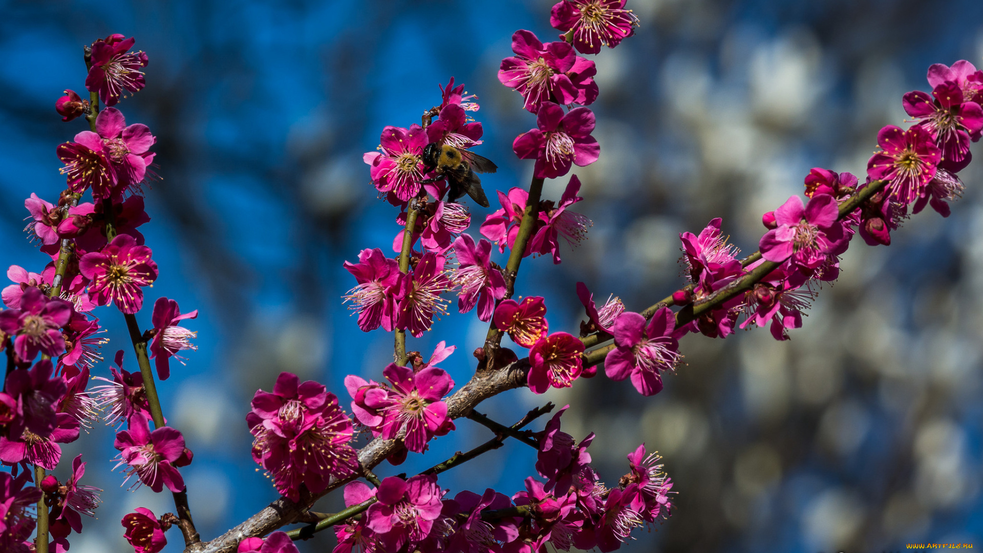 цветы, сакура, , вишня
