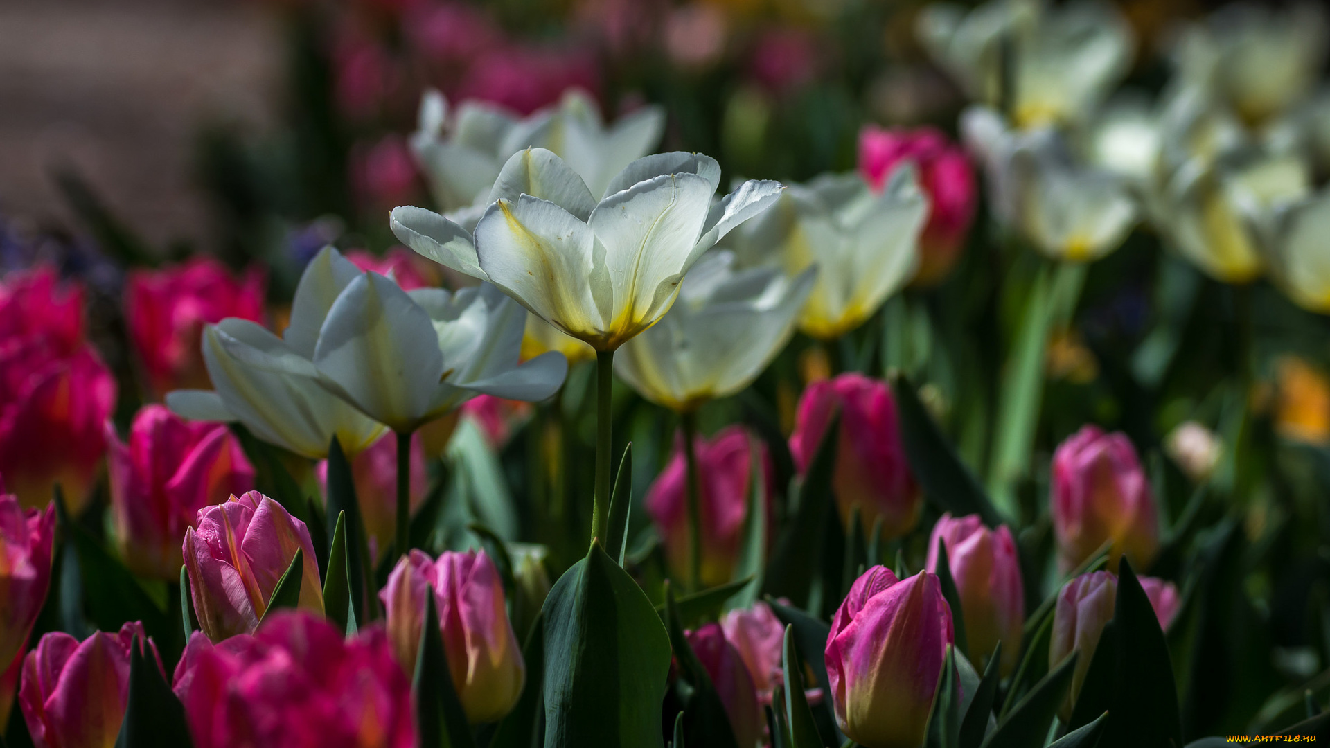 цветы, тюльпаны
