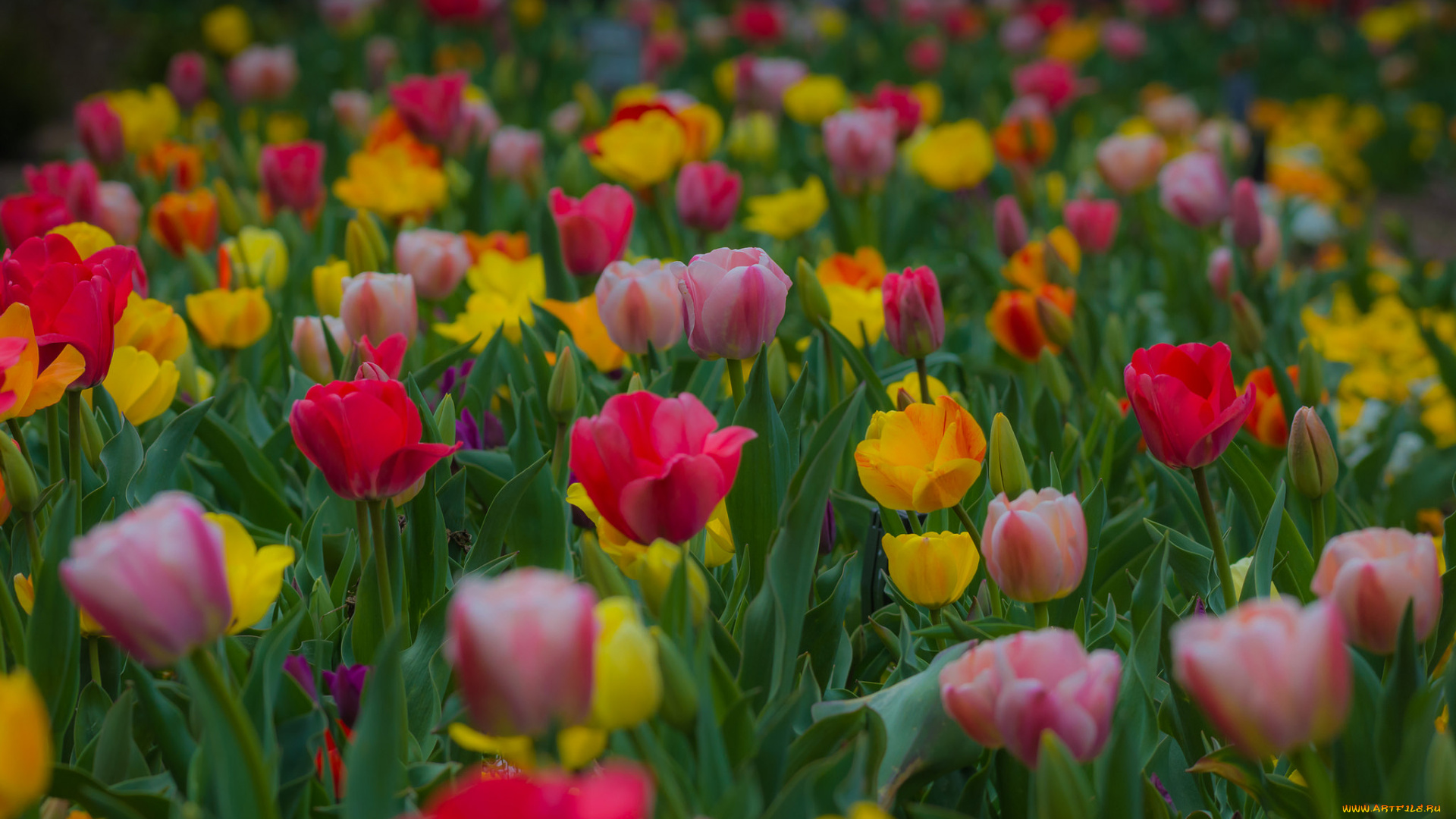 цветы, тюльпаны, разные