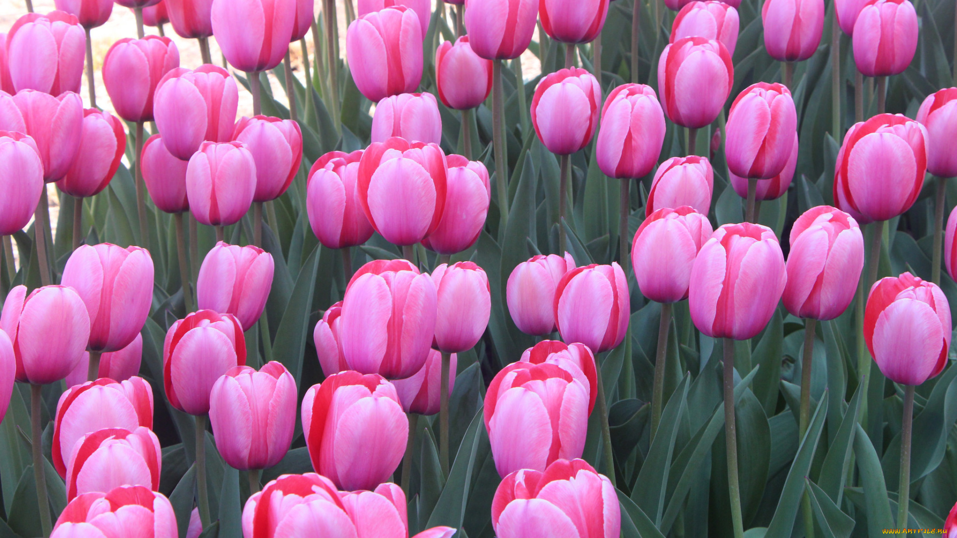 цветы, тюльпаны, сад, природа, листья, луг, лепестки, тюльпан