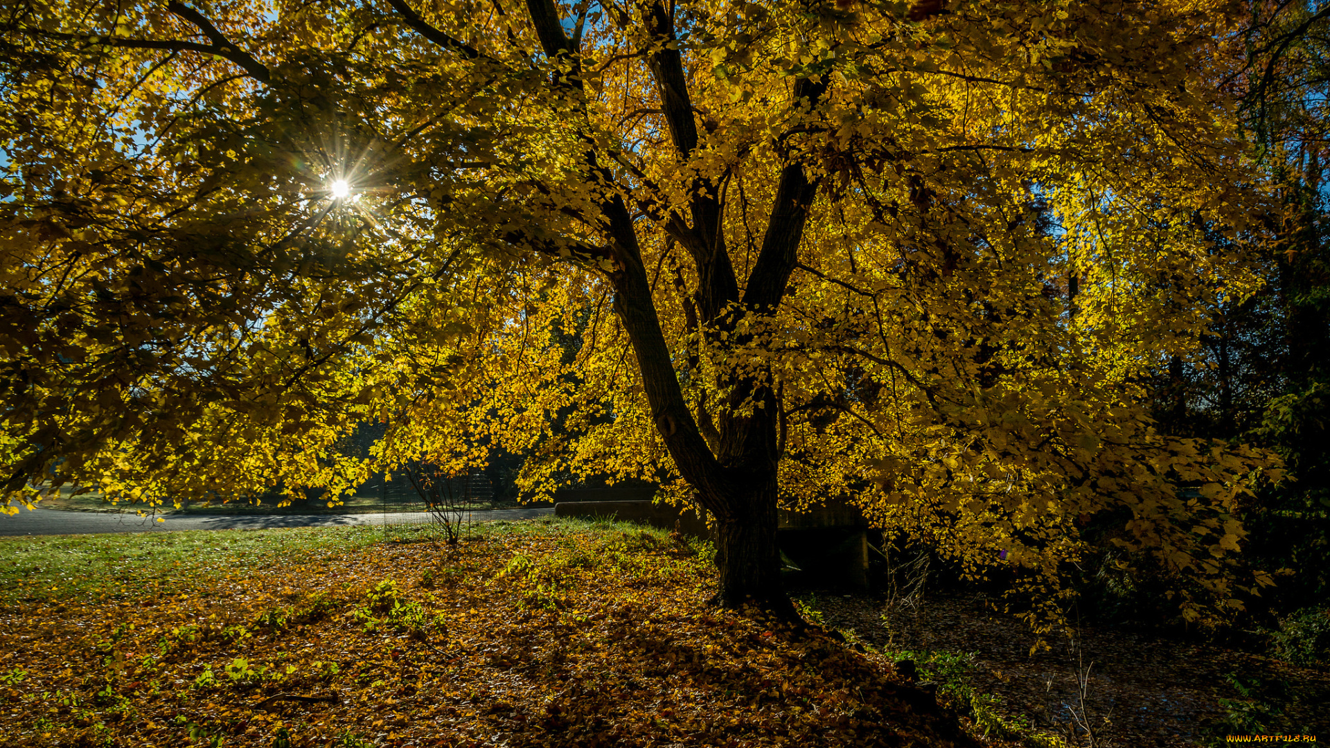 природа, деревья, осень