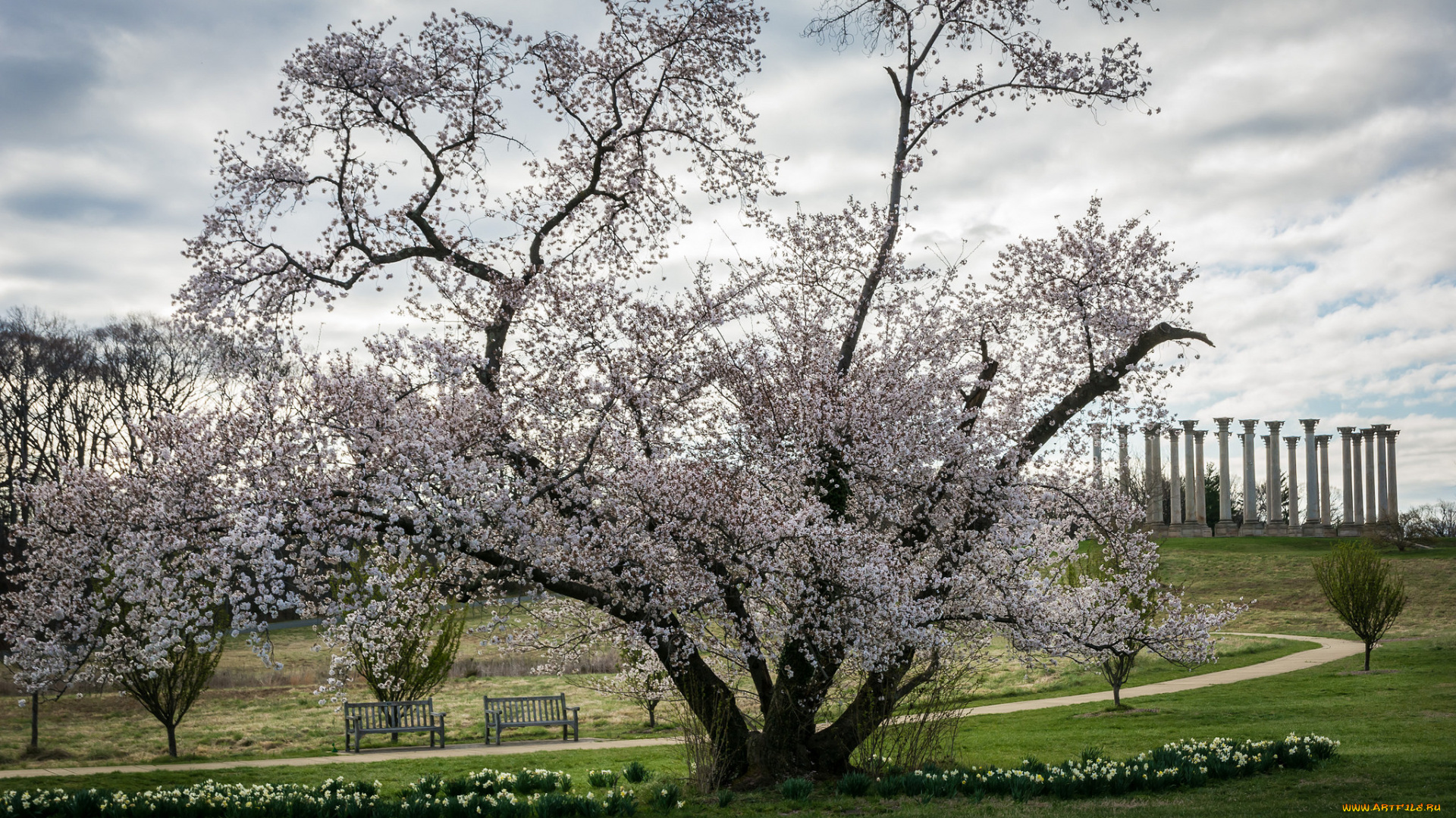природа, деревья, весна