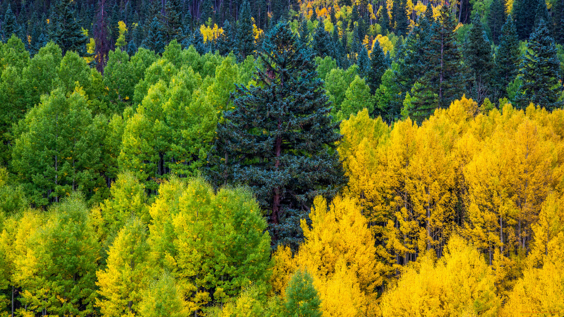 природа, лес, простор