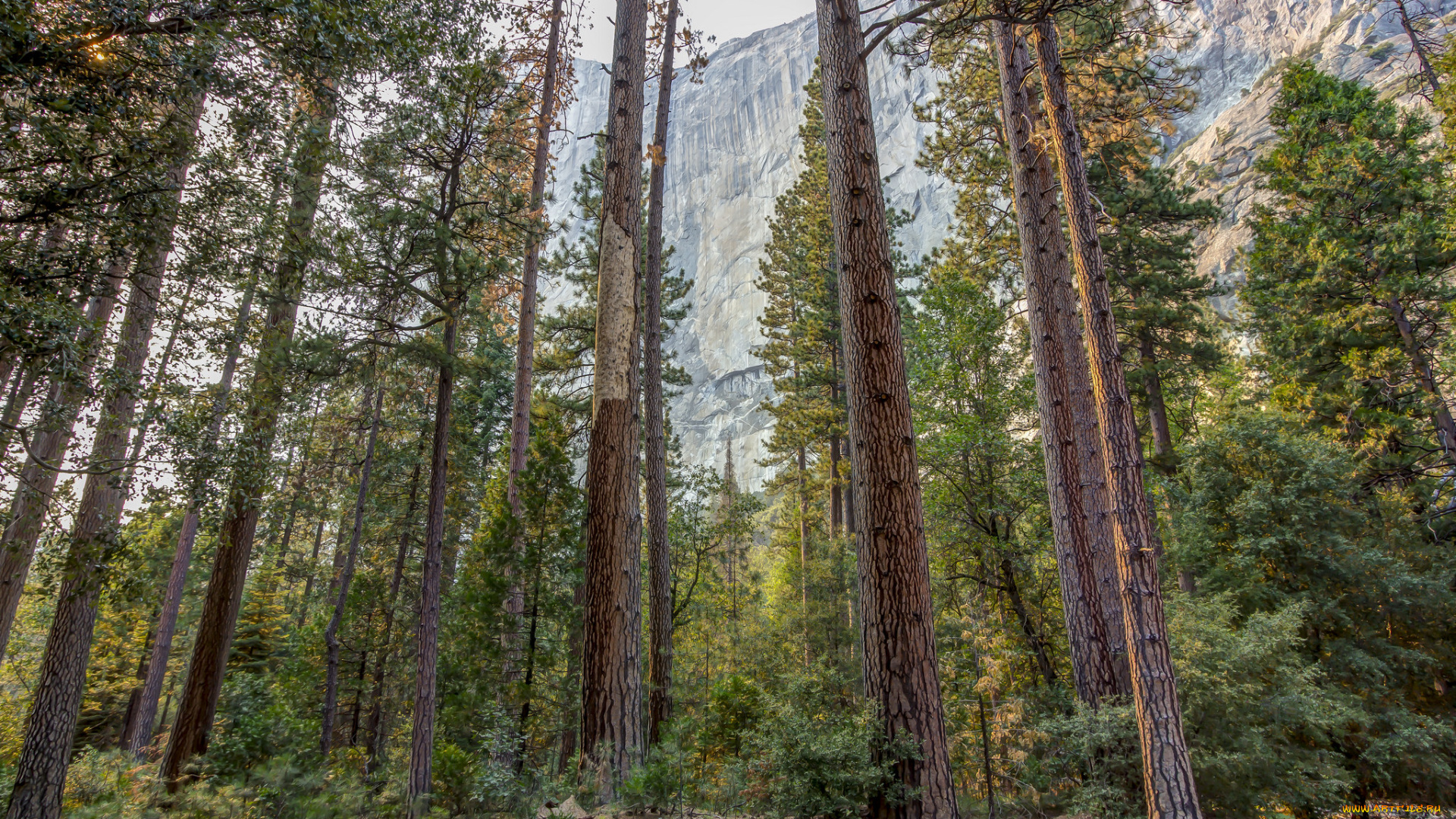 природа, лес, простор