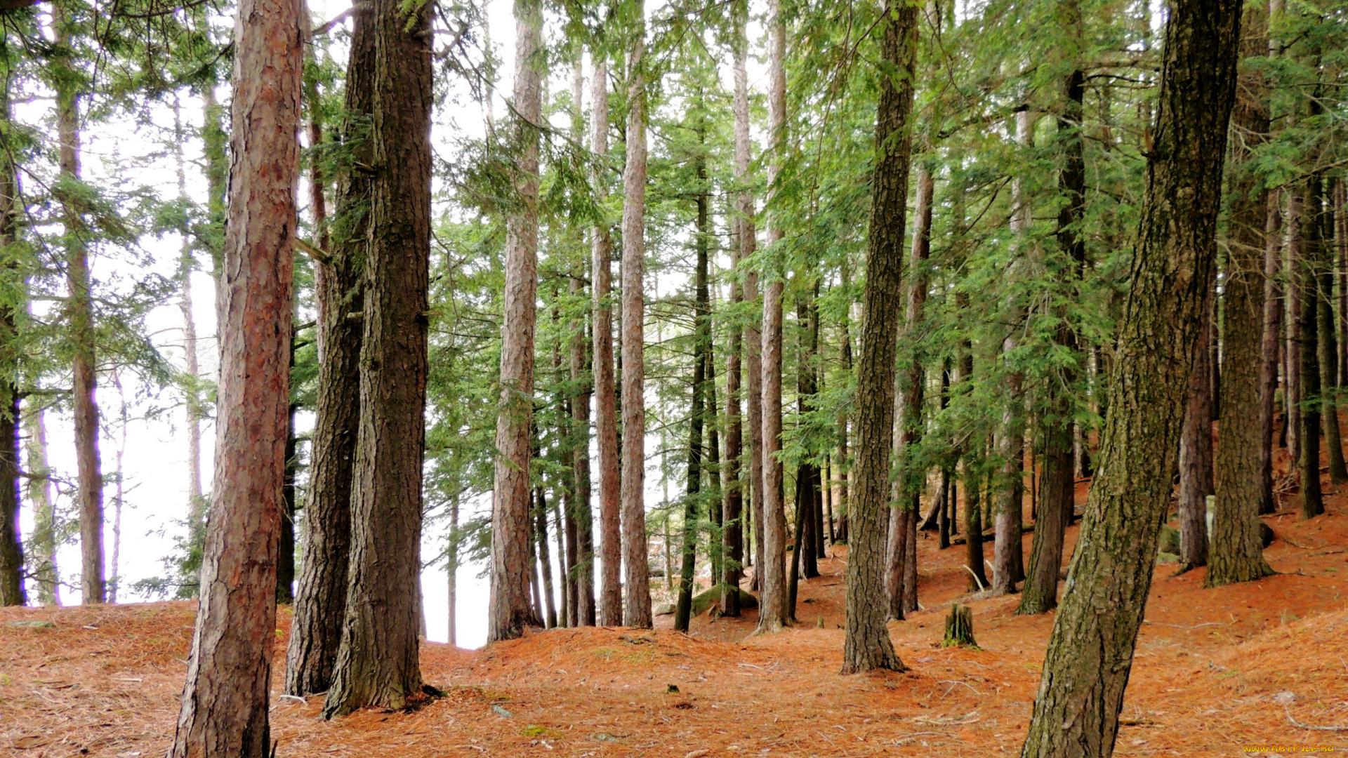 природа, лес, сосны