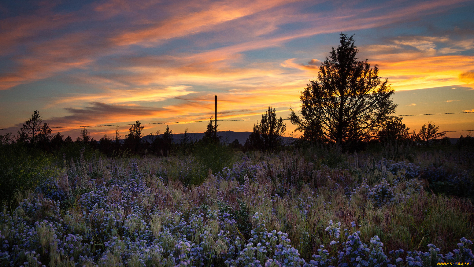 природа, луга, простор
