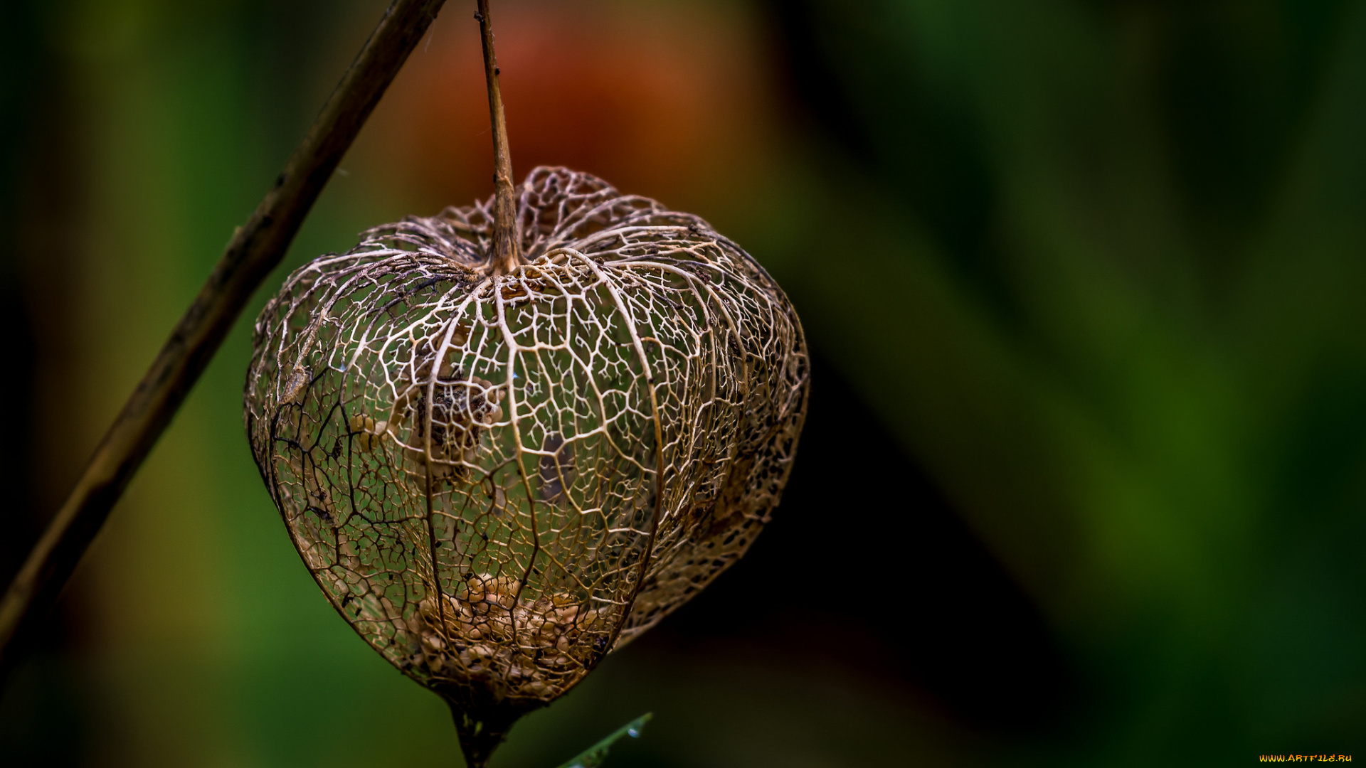 природа, макро