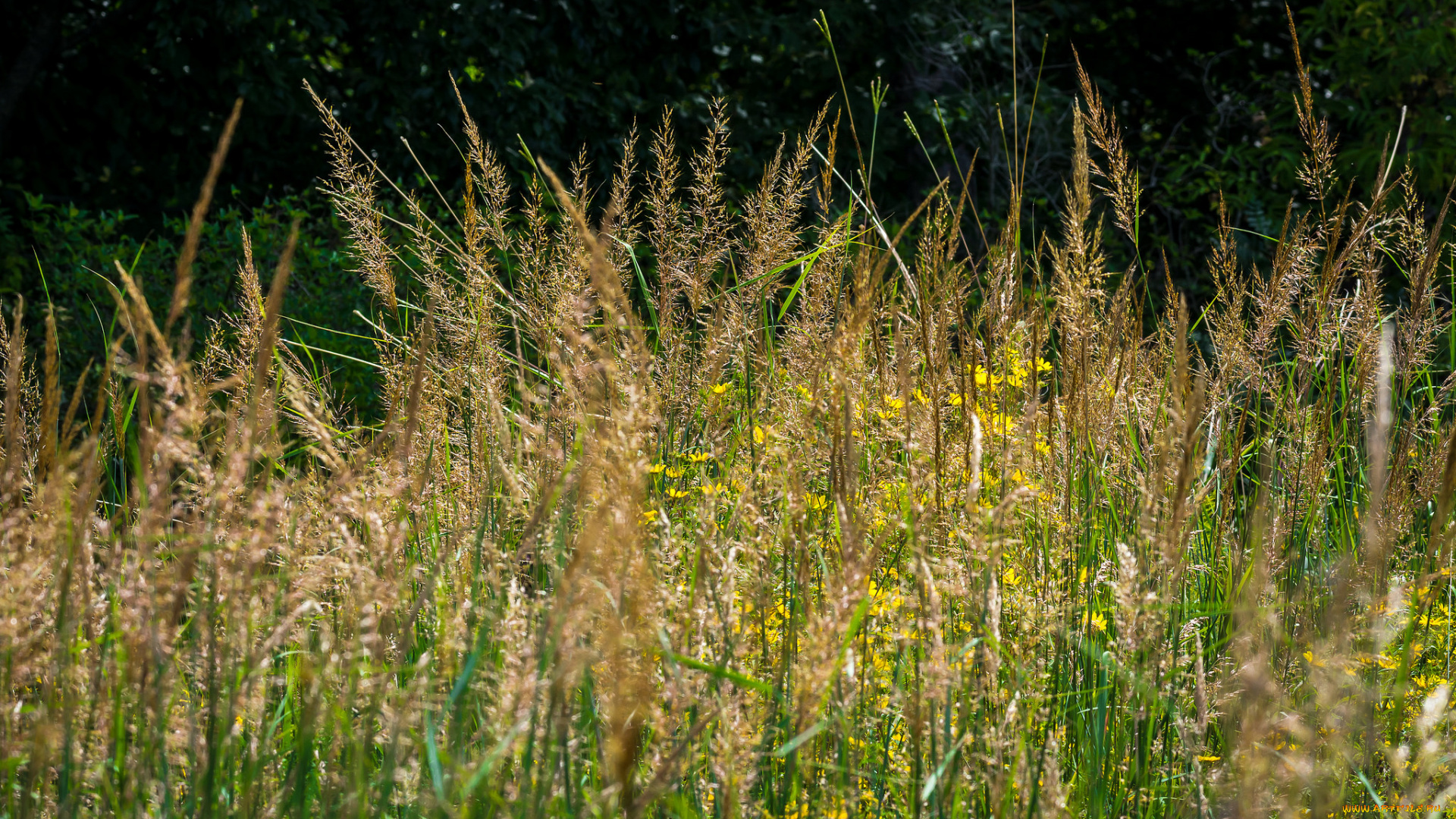 природа, макро, трава