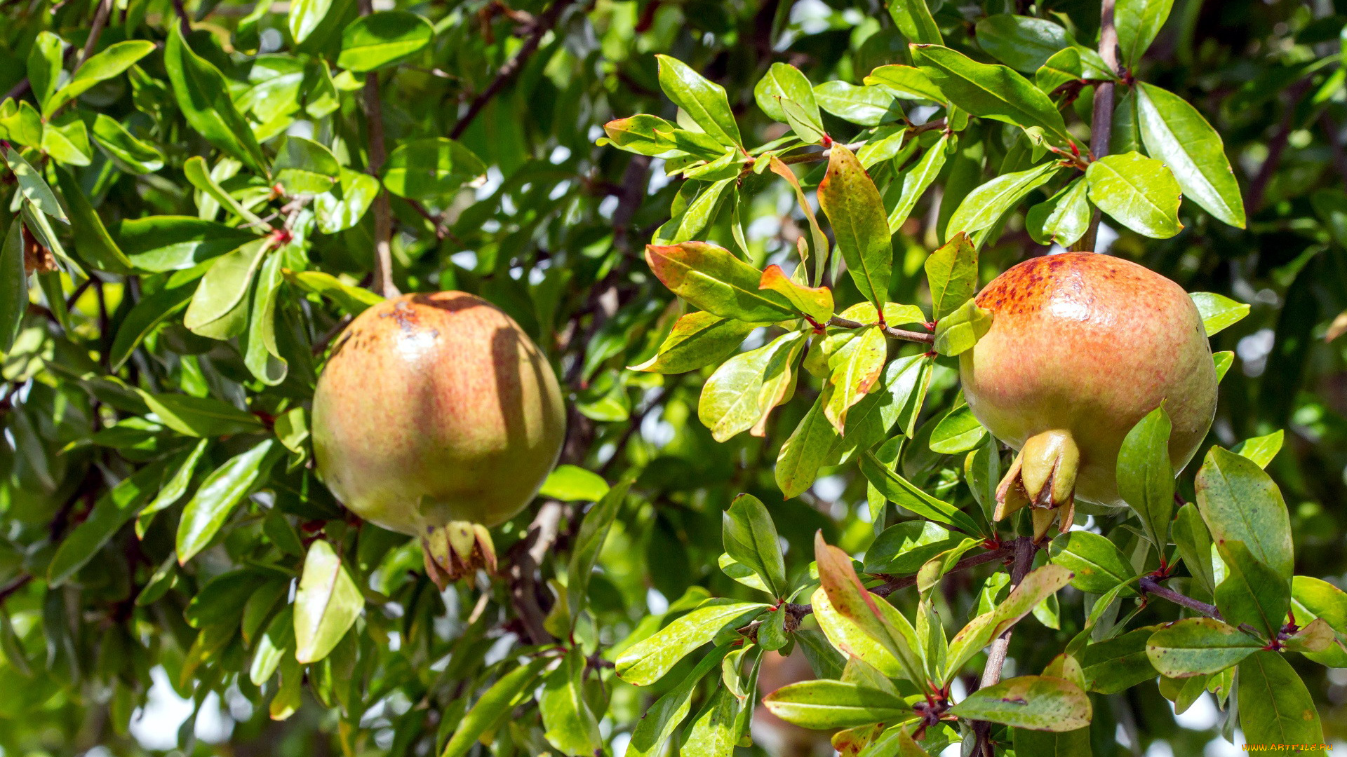 природа, плоды, гранат