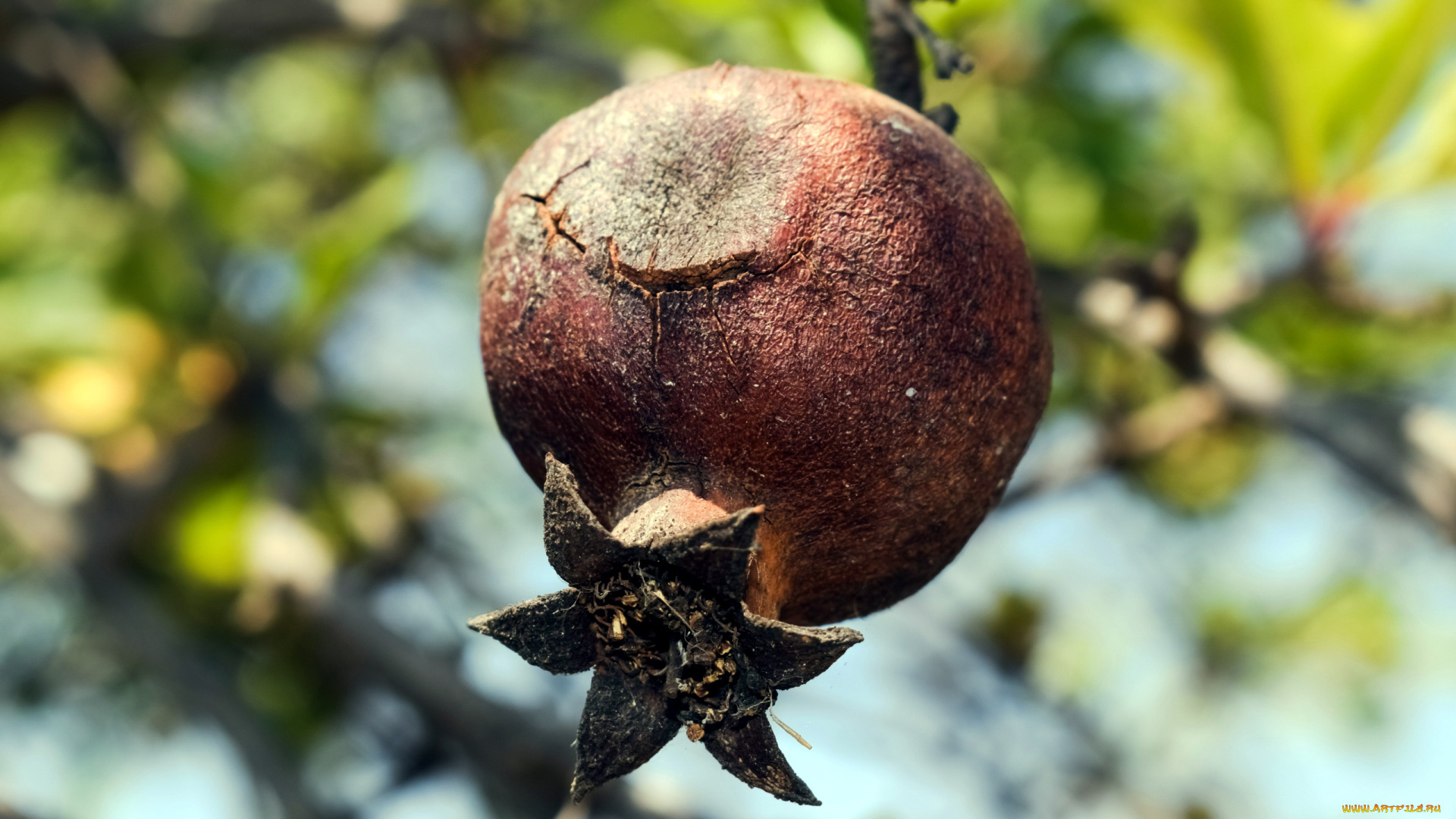 природа, плоды, гранат