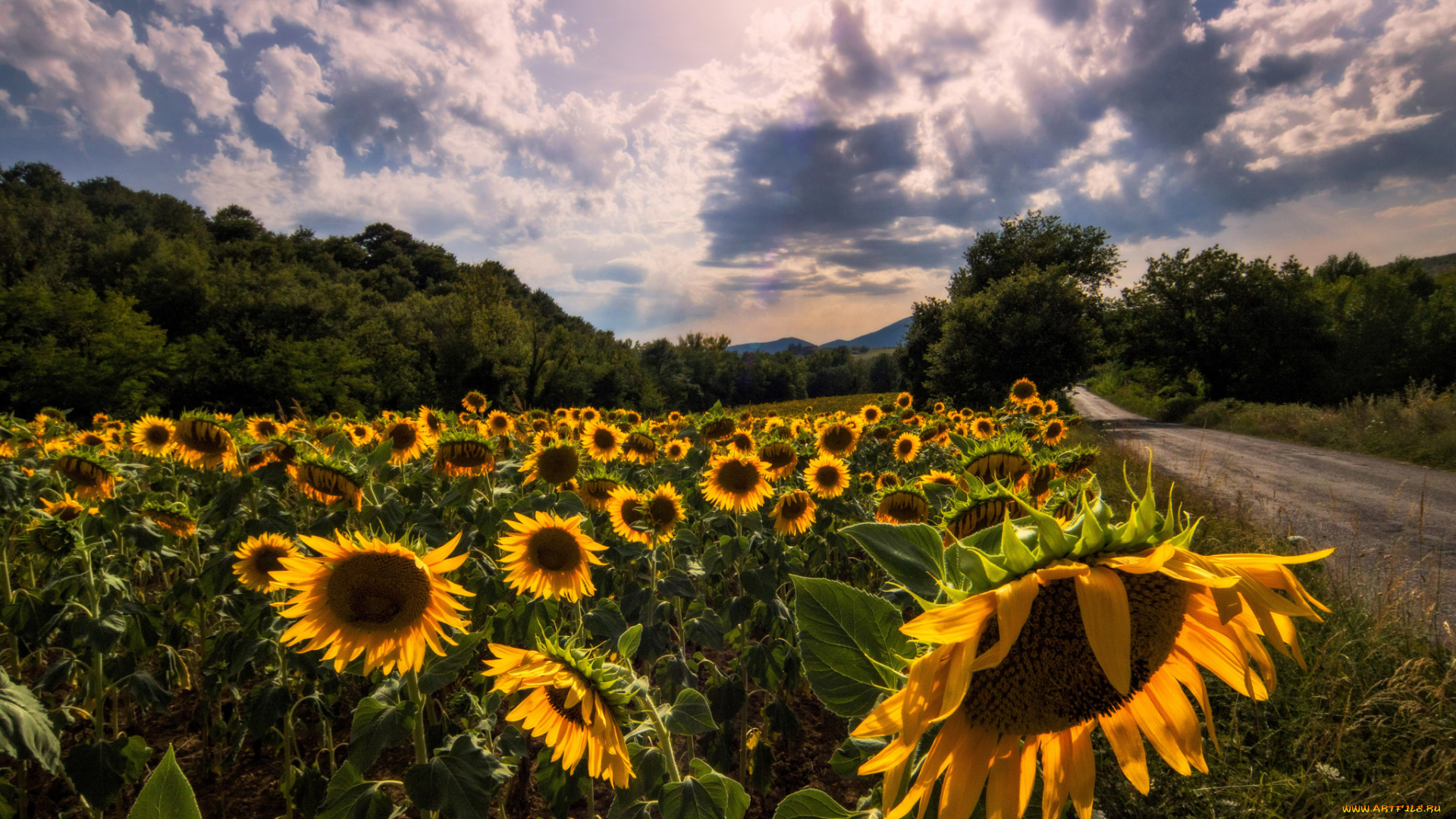 природа, поля, простор