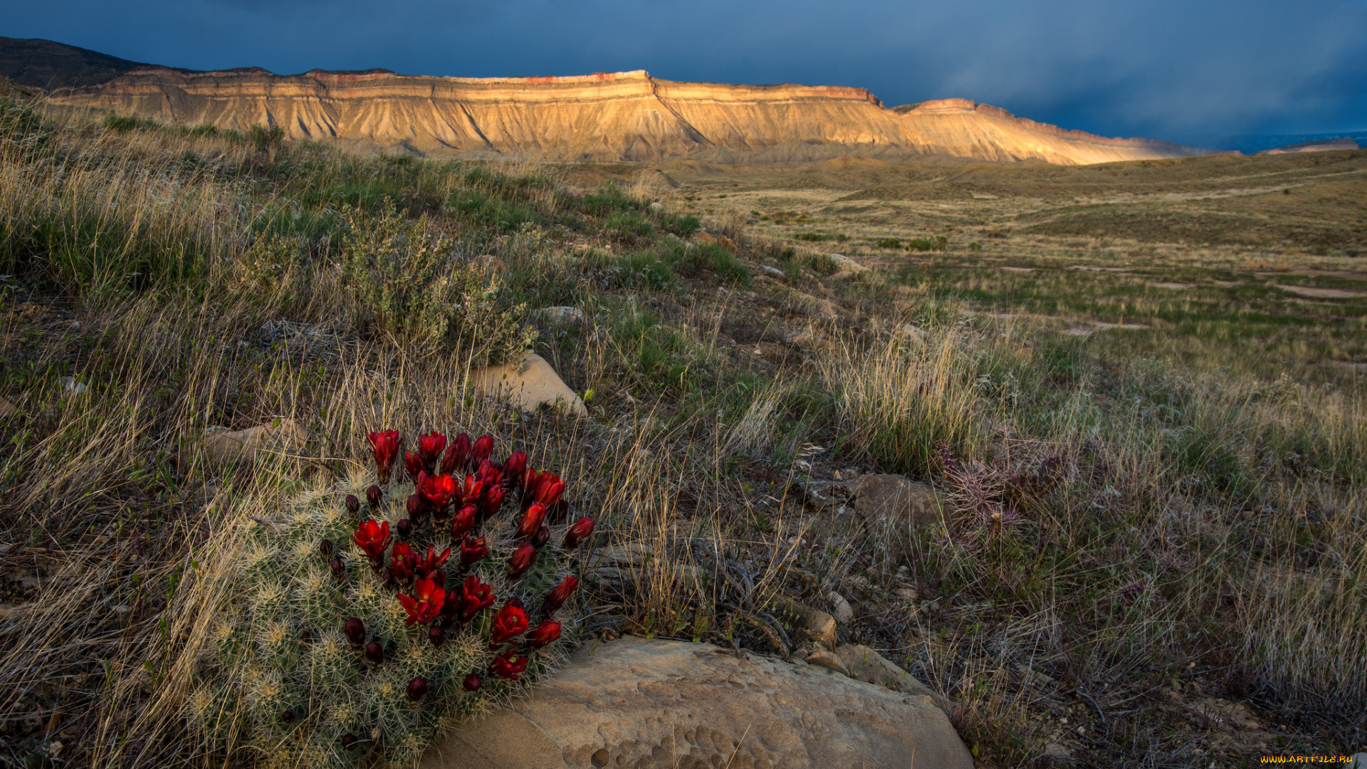 природа, пустыни, простор