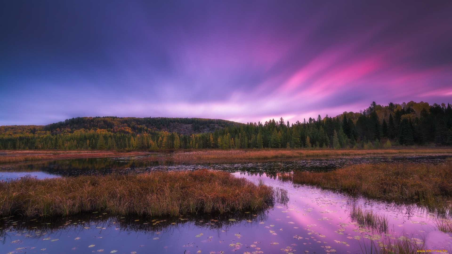 природа, реки, озера, лес, река