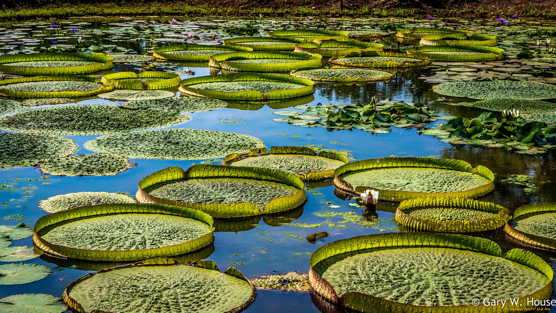 природа, реки, озера, пруд