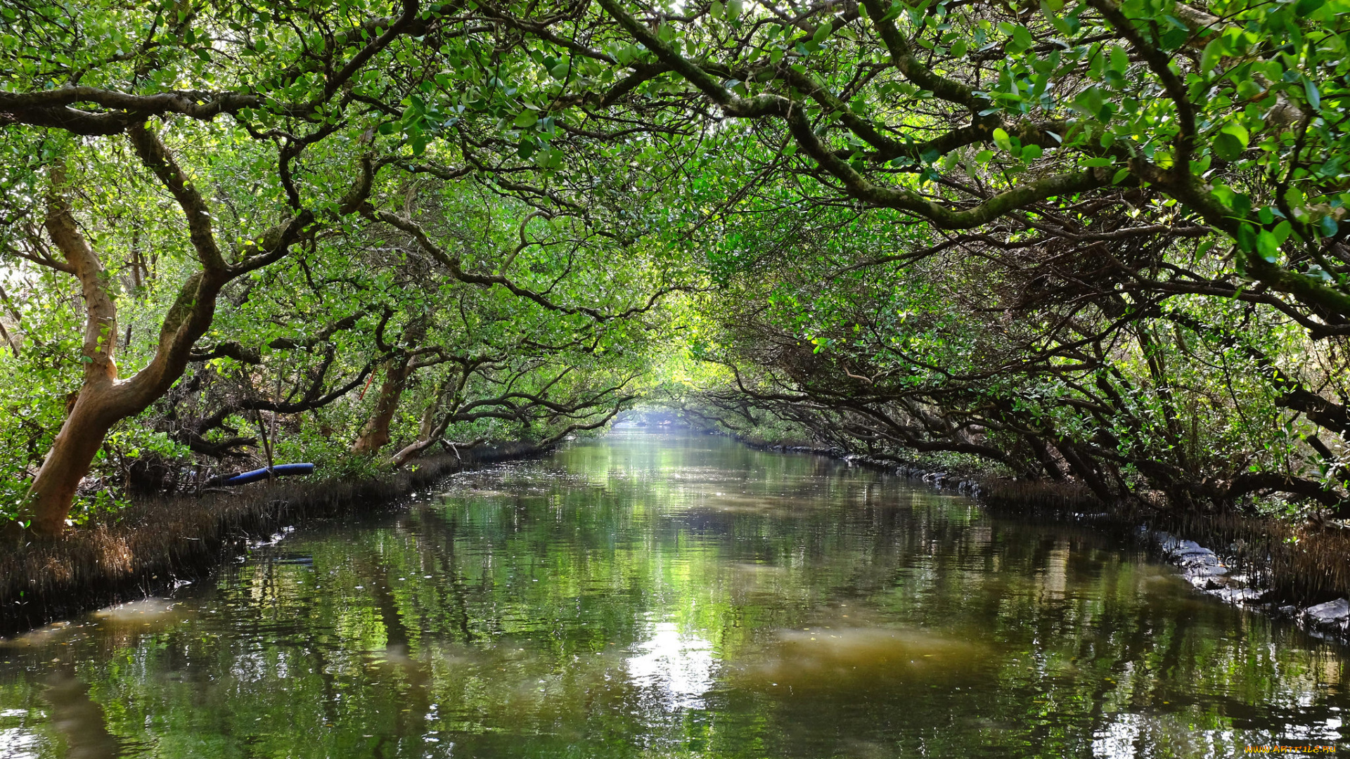 природа, реки, озера, река, лес