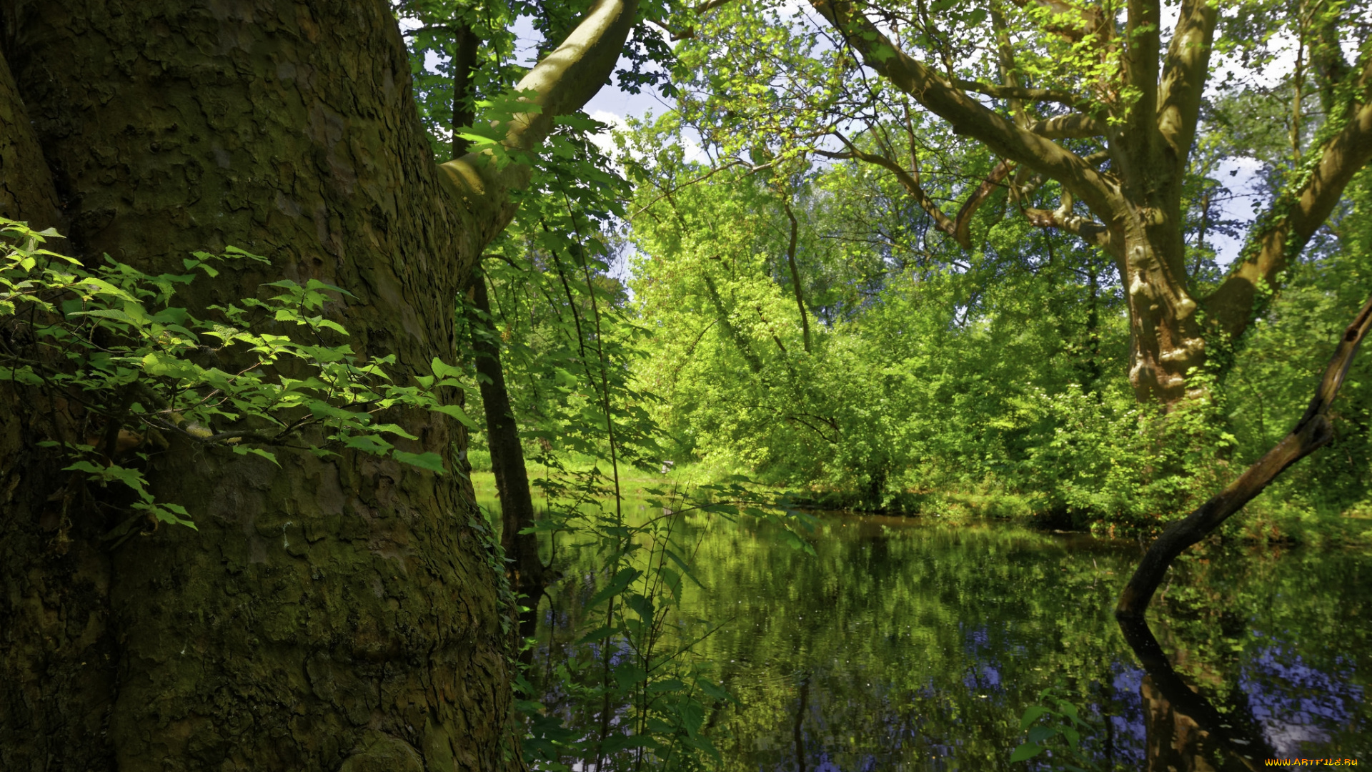 природа, реки, озера, река, лес