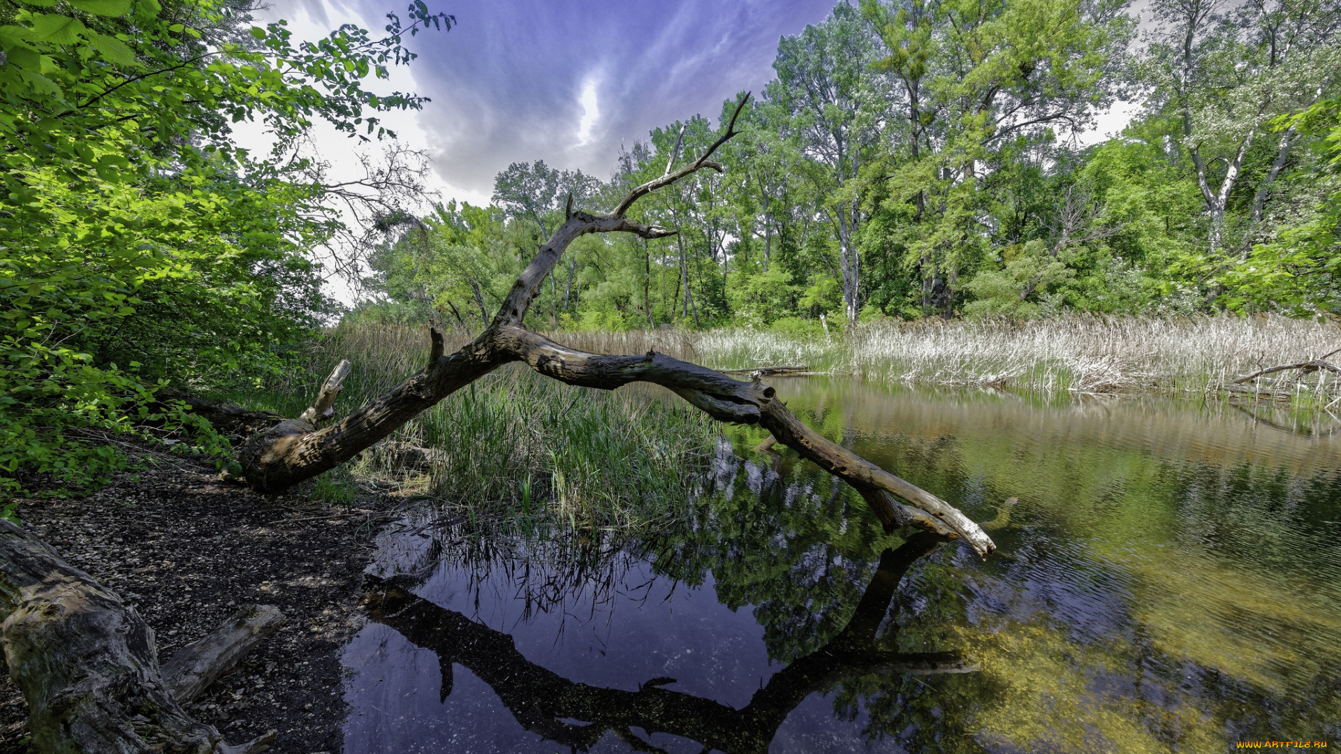 природа, реки, озера, река, лес