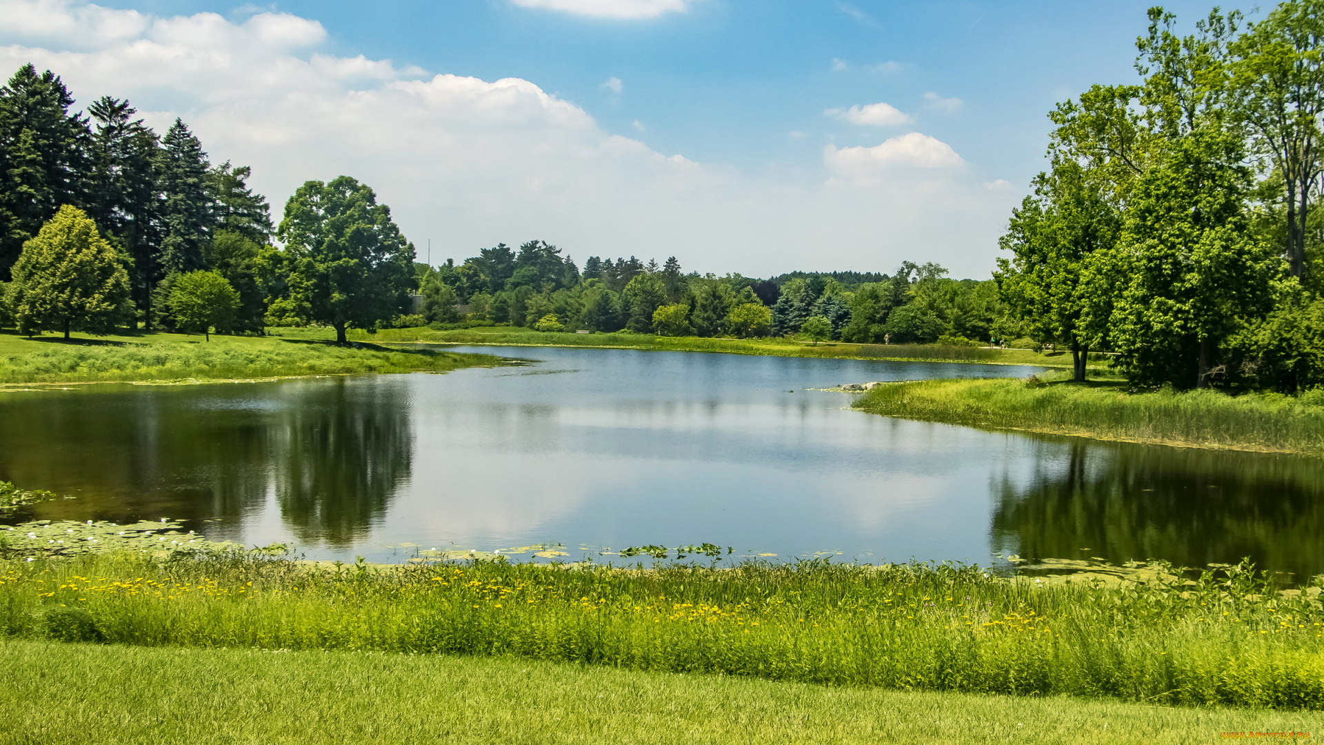 природа, реки, озера, сша, пруд, трава, лето, зелень, солнце, morton, arboretum, парк, деревья, northern, illinois