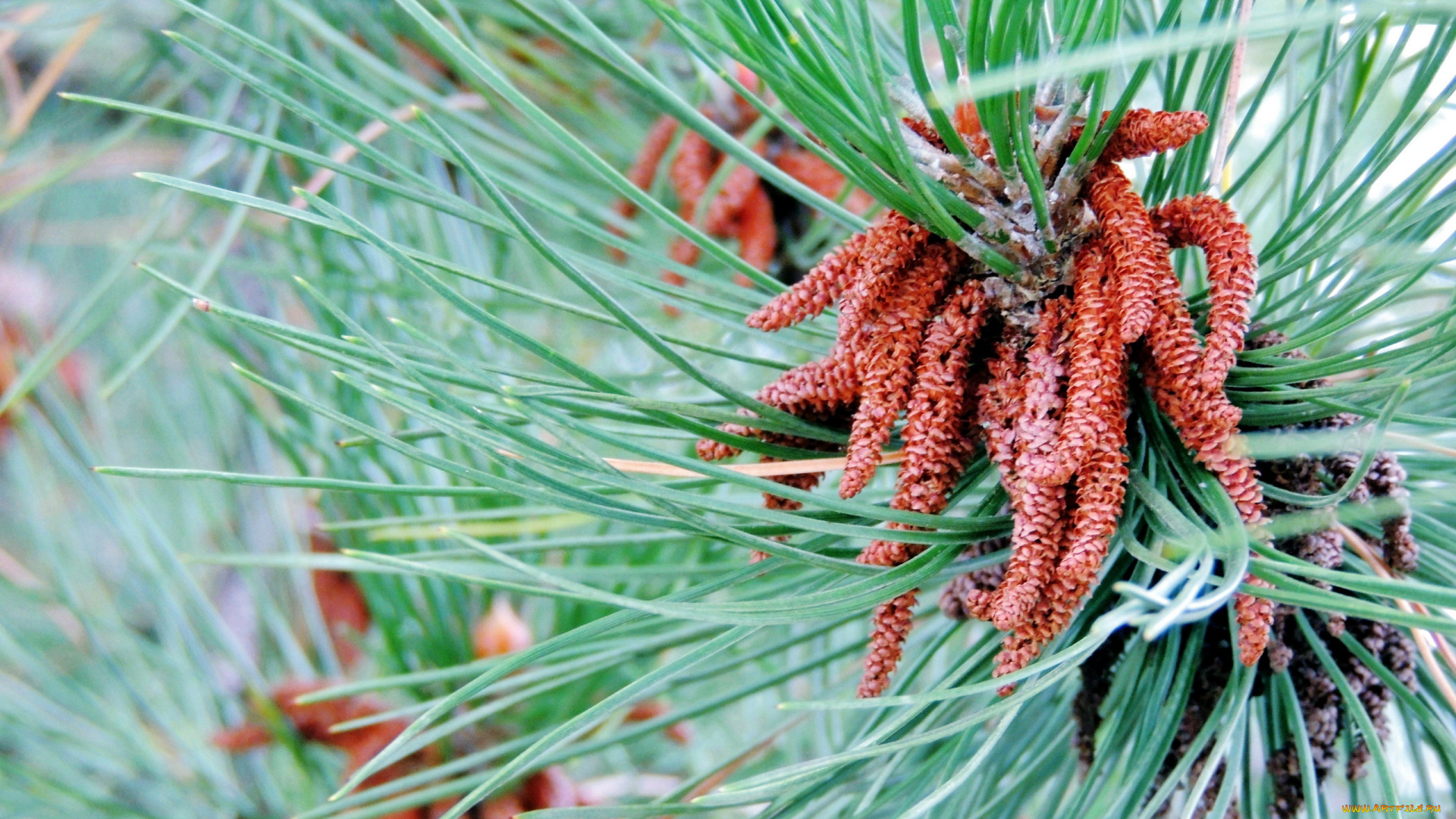 природа, шишки, , жёлуди, , каштаны, ветки, иглы