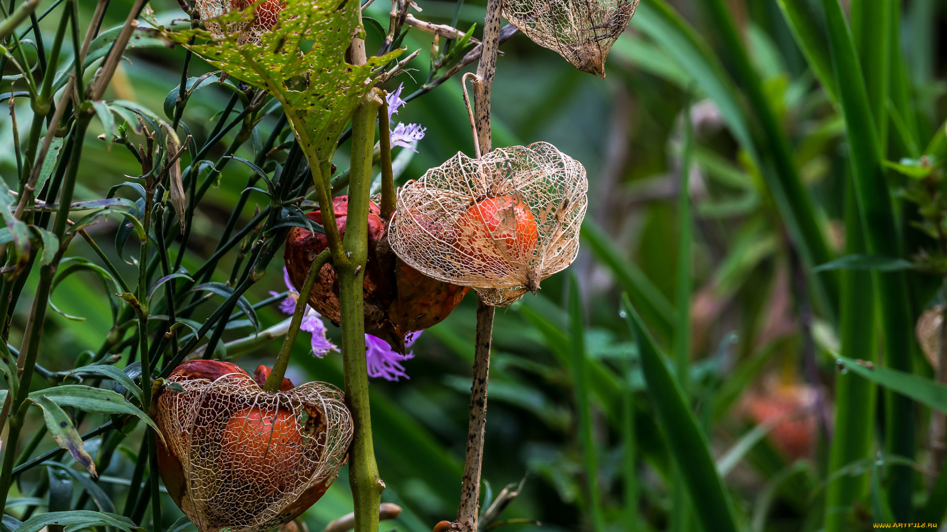 природа, Ягоды, ягоды