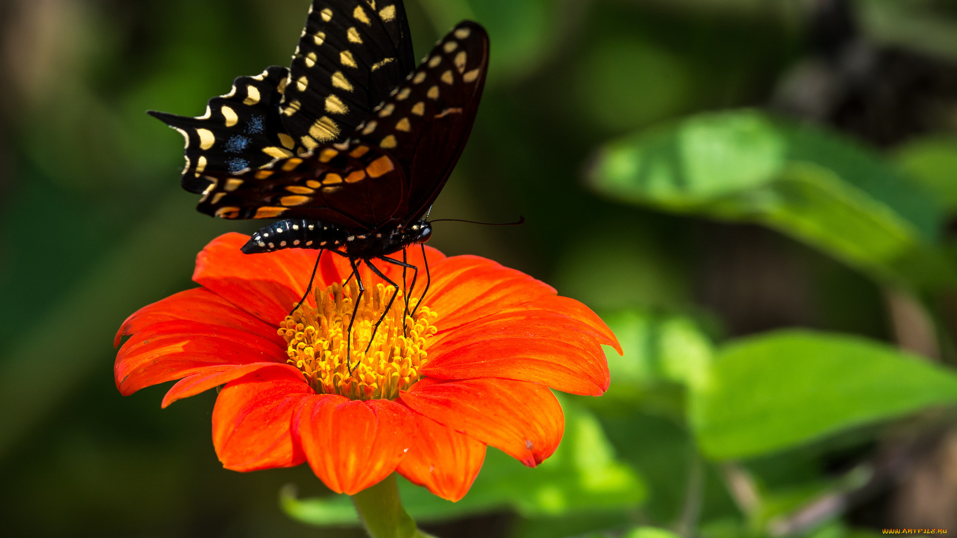 животные, бабочки, , мотыльки, , моли, бабочка