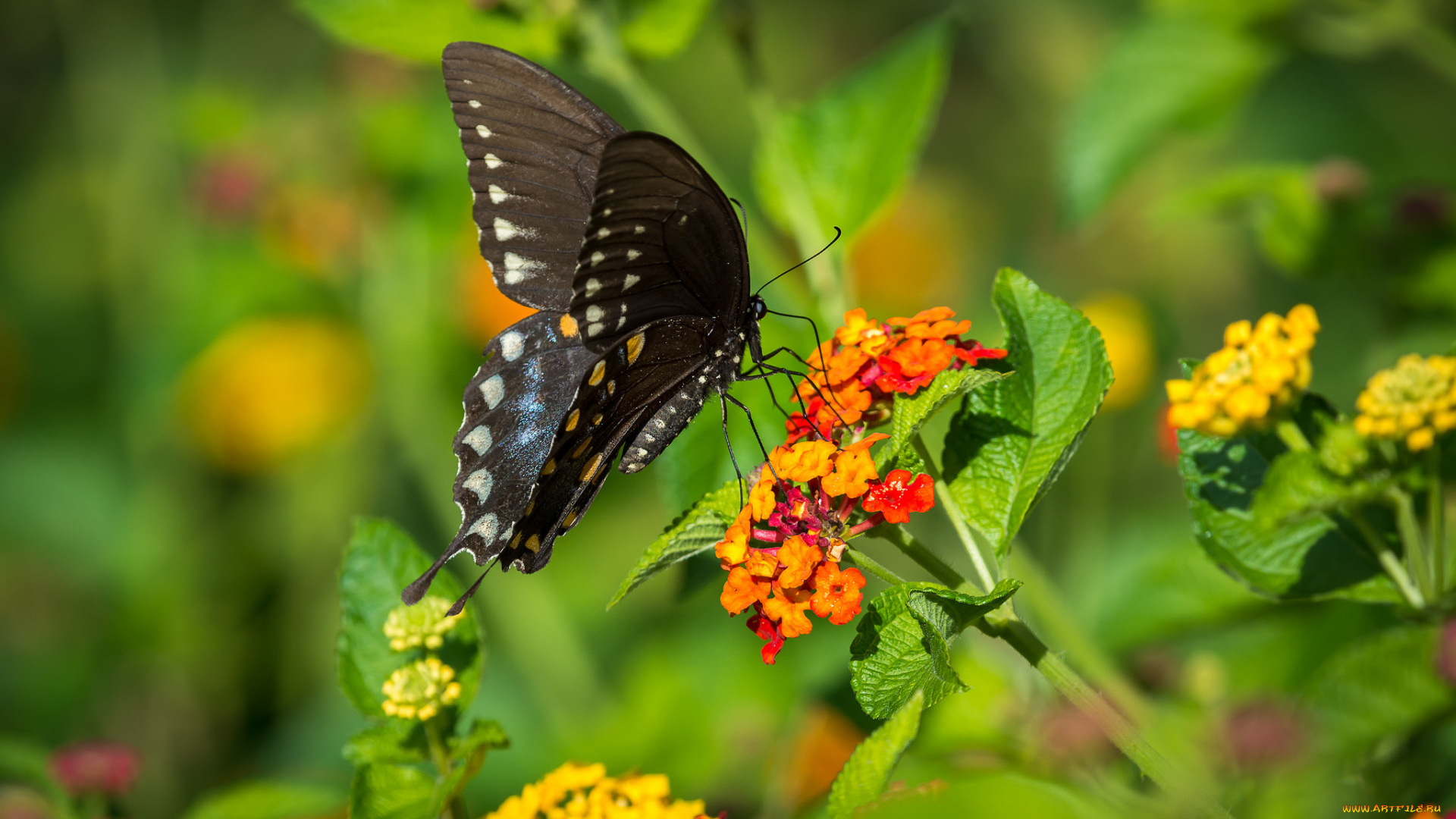 животные, бабочки, , мотыльки, , моли, бабочка