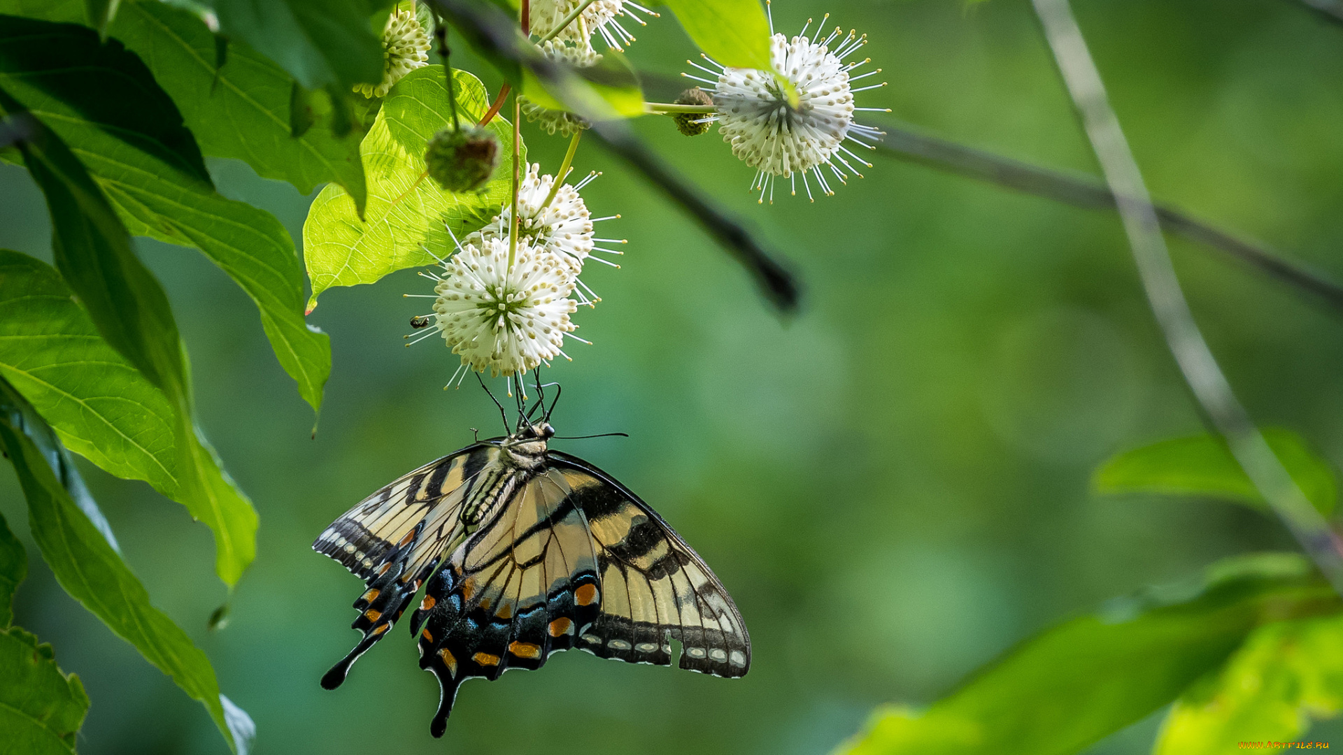 животные, бабочки, , мотыльки, , моли, бабочка