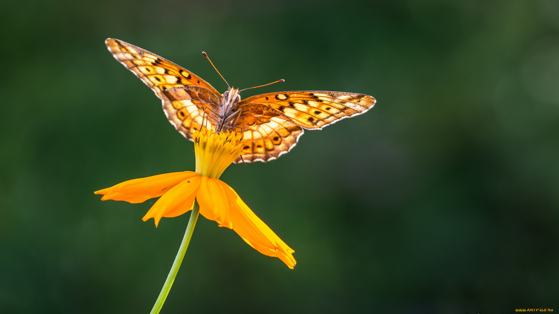 животные, бабочки, , мотыльки, , моли, бабочка