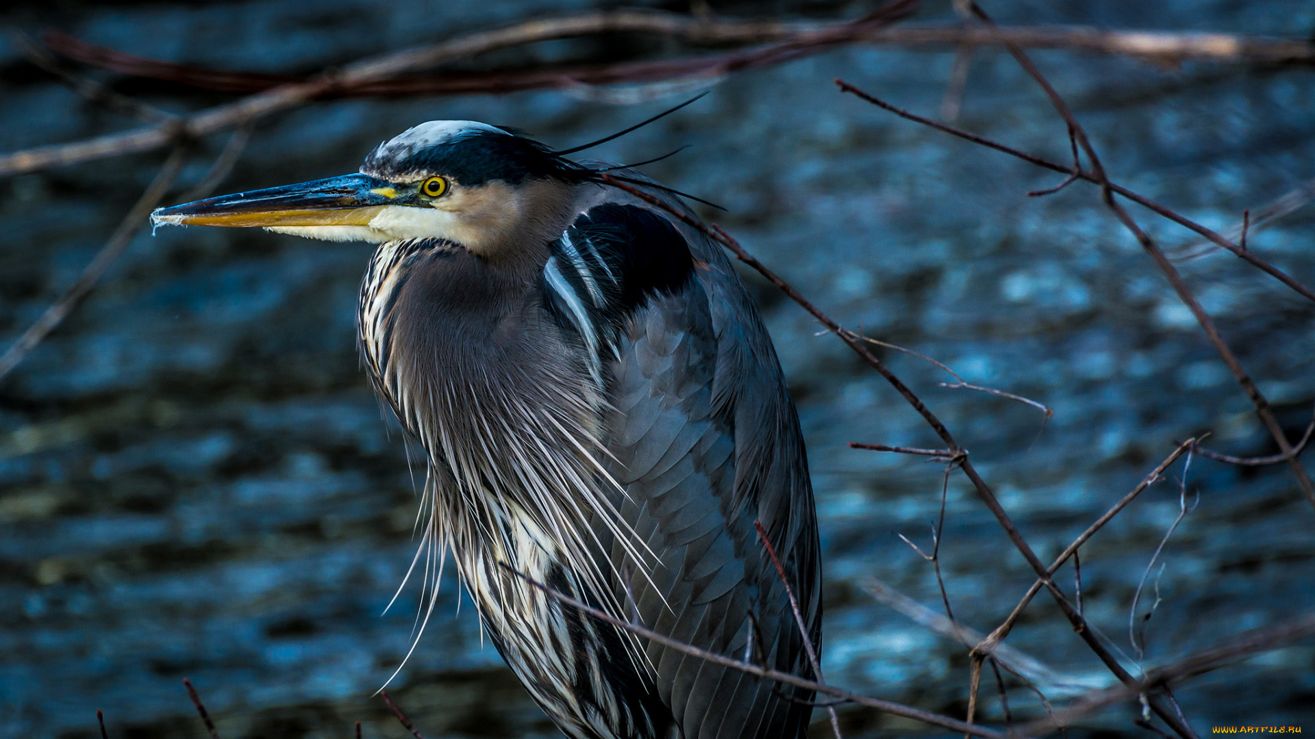 животные, цапли, , выпи, цапля
