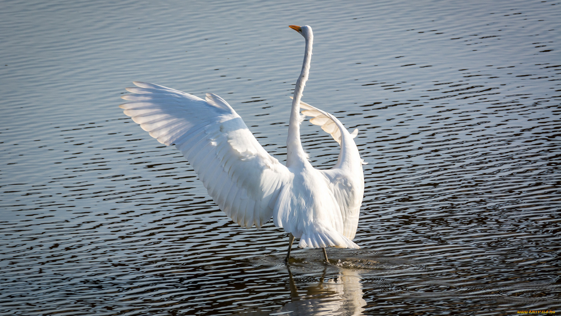 животные, цапли, , выпи, цапля