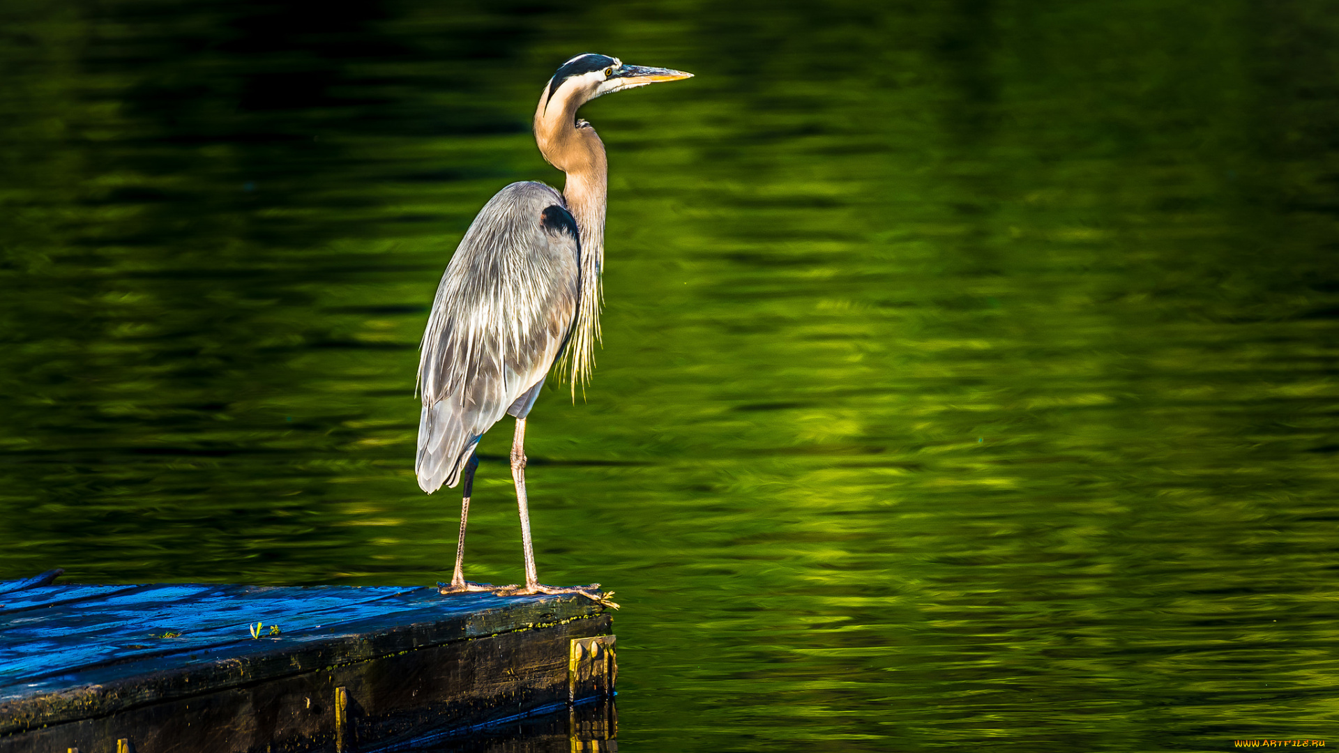 животные, цапли, , выпи, цапля
