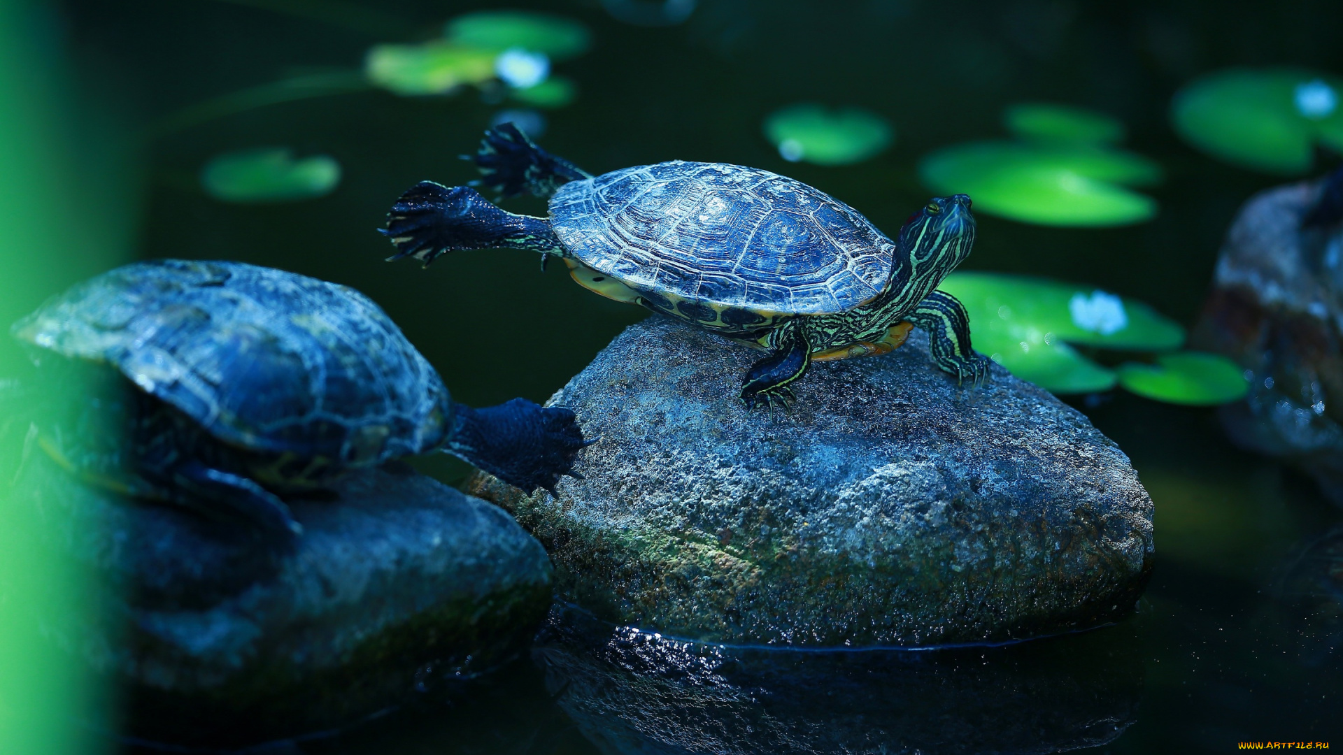 животные, Черепахи, природа, поза, черепашка, красноухая, черепаха, черепахи, темный, фон, зарядка, камни, пруд, озеро, водоем, вода, лапки, водная, чепепаха, листья, панцирь