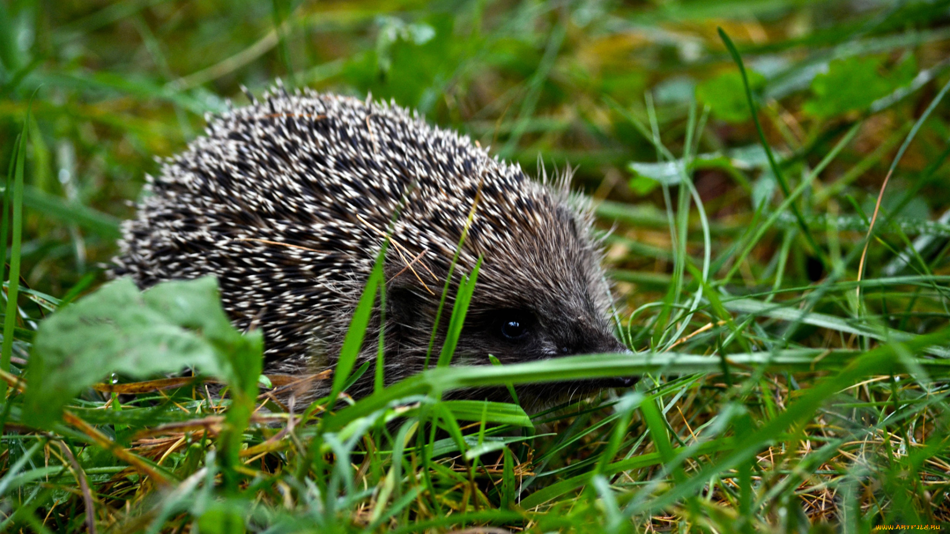животные, ежи, ёж, луг, трава