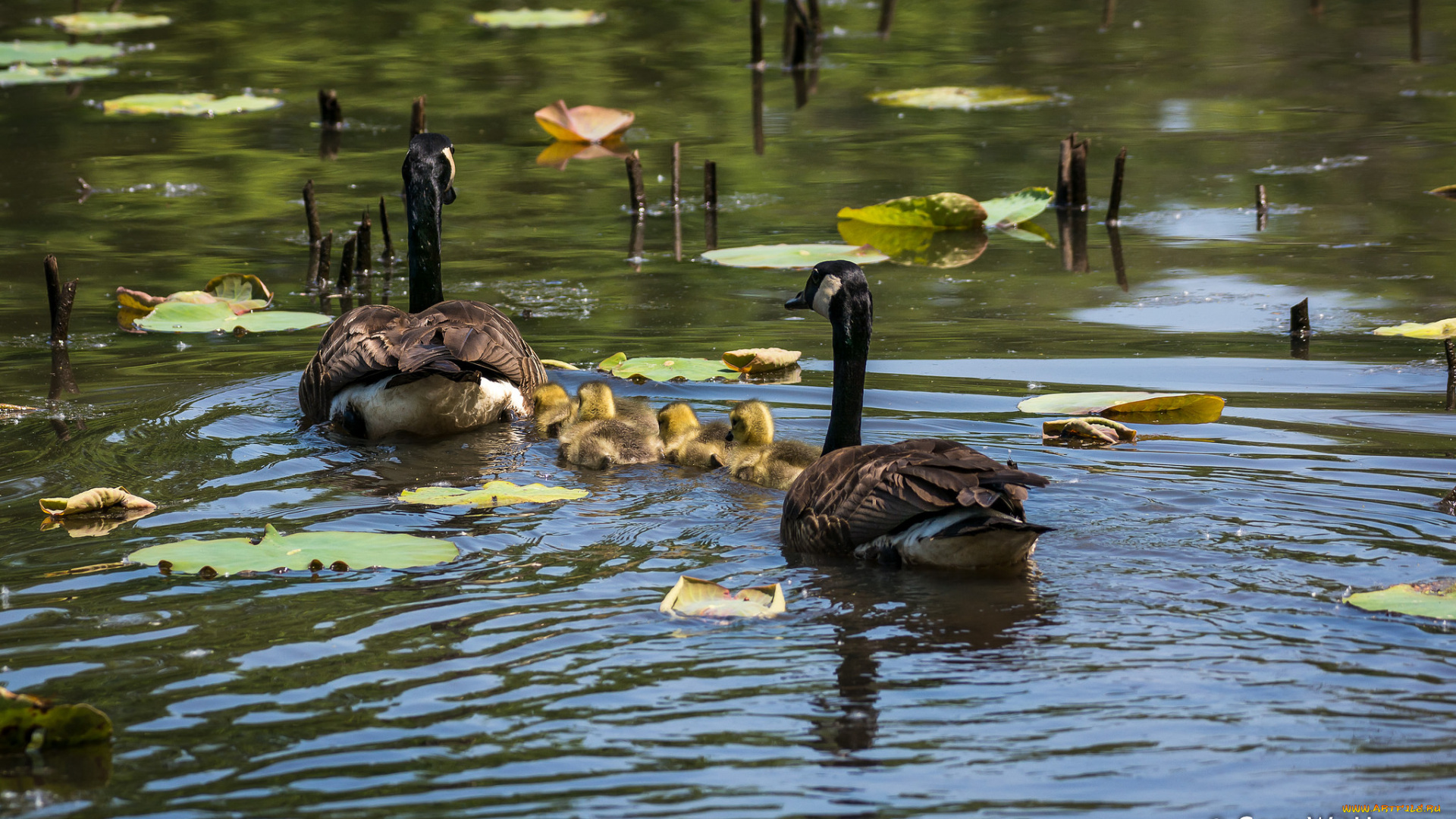 животные, гуси, стайка