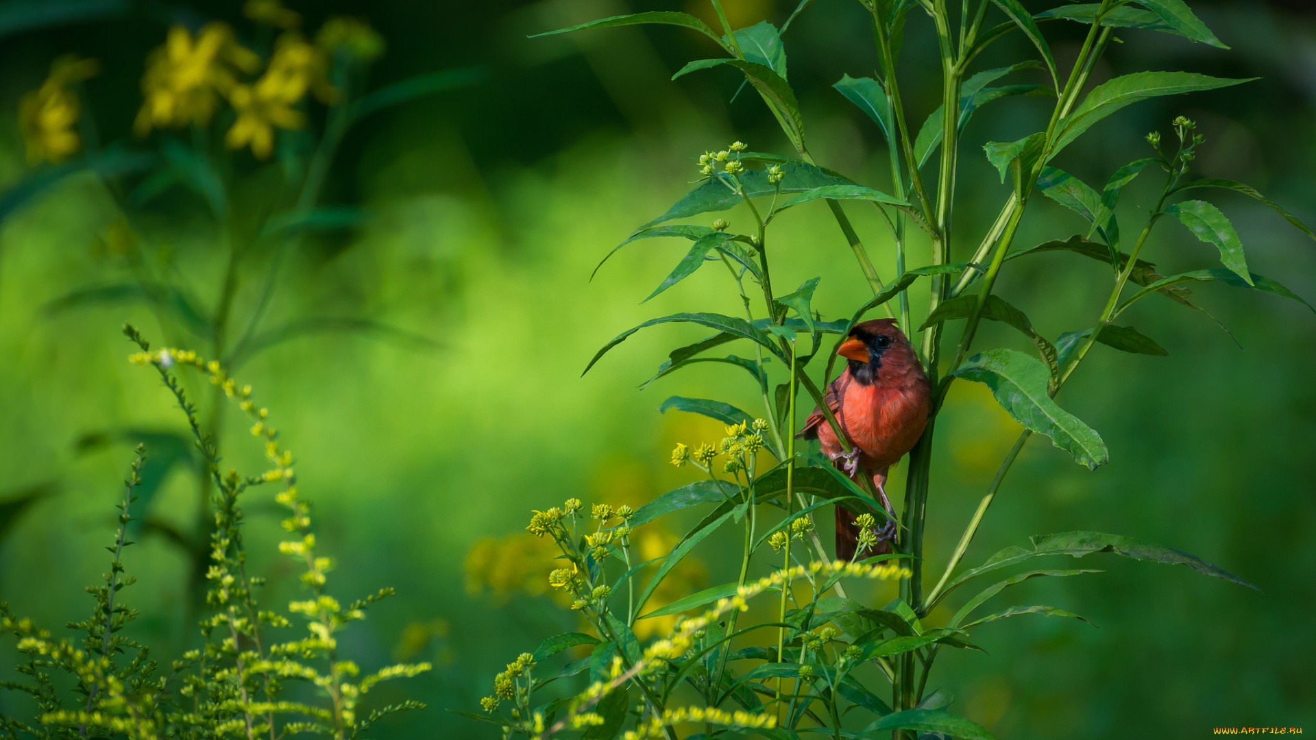 животные, кардиналы, птичка