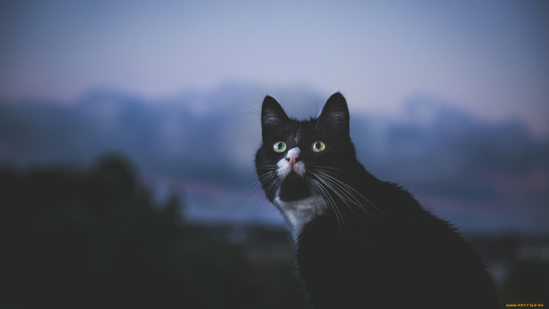 животные, коты, взгляд, кот, фон, глаза