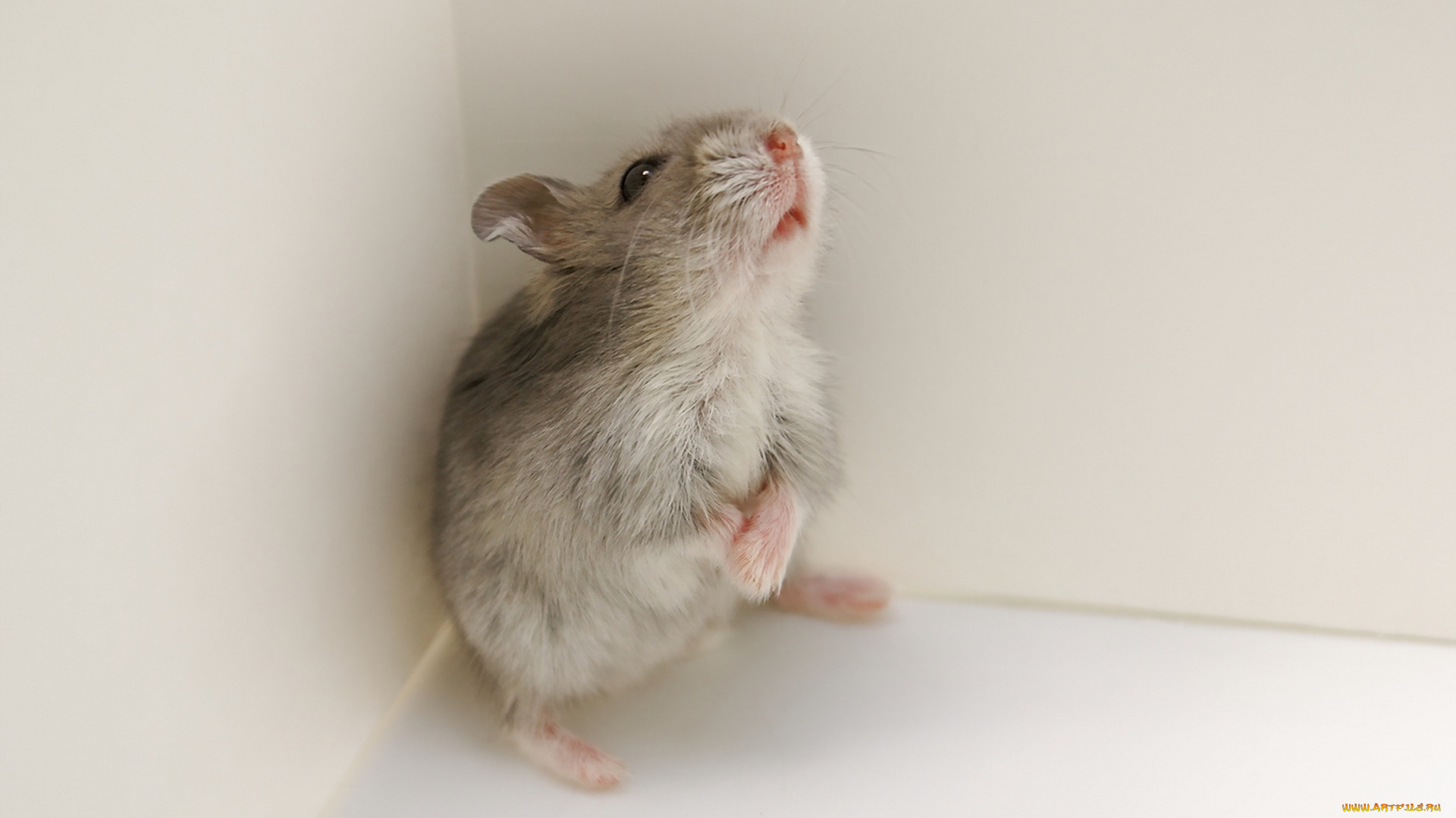 животные, крысы, , мыши, фон, мышка