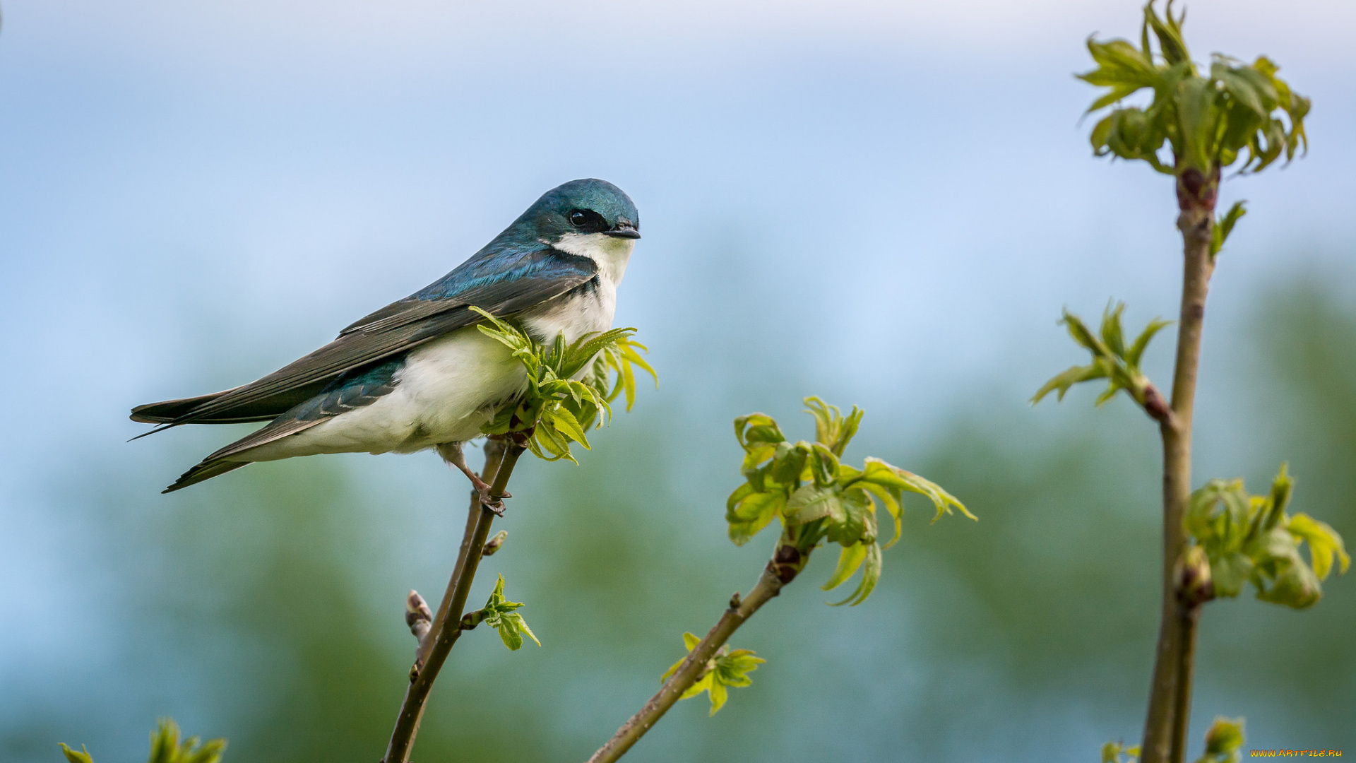 животные, ласточки, птичка