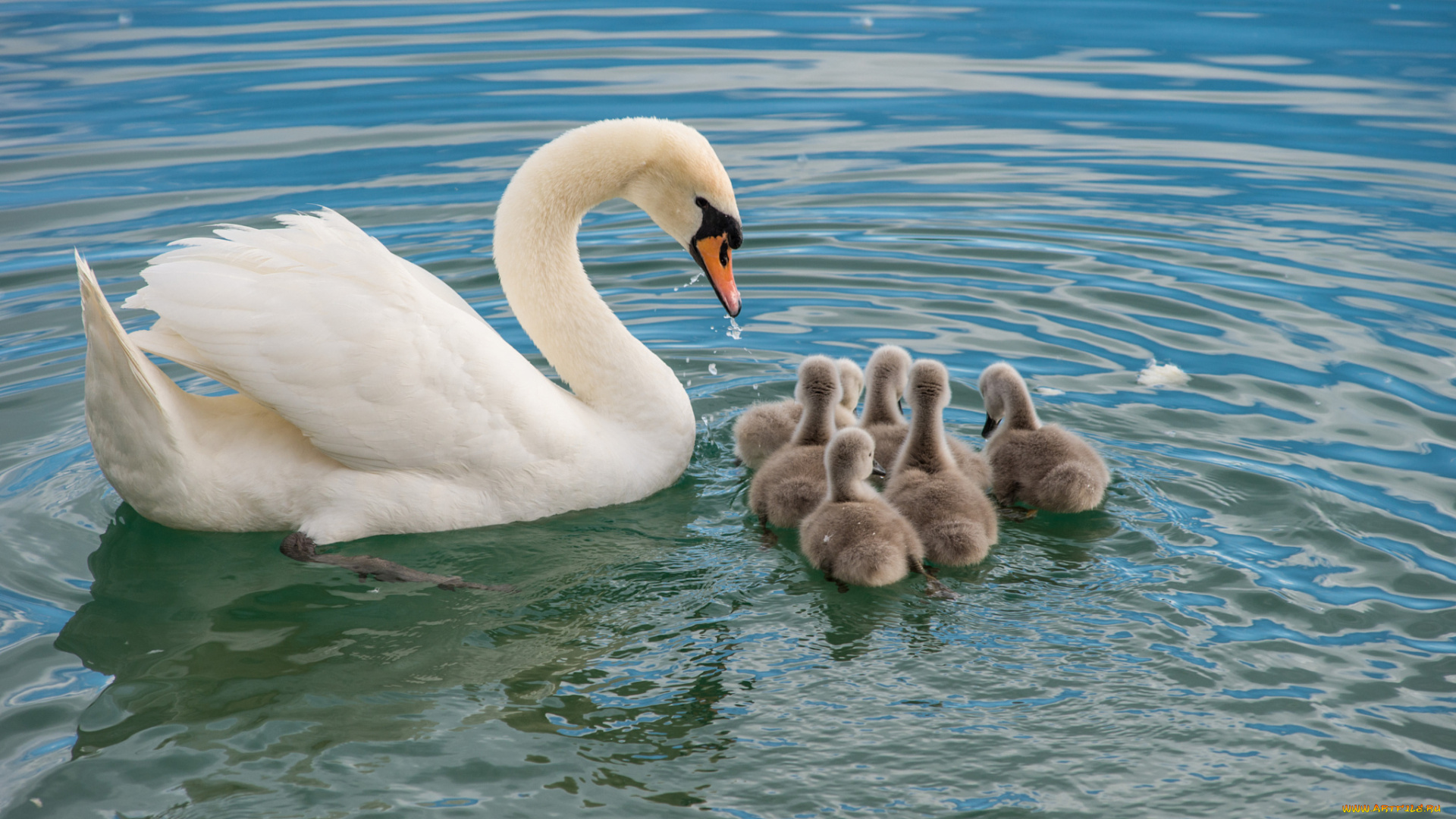 животные, лебеди, вода, птенцы, лебедь, птицы, мира