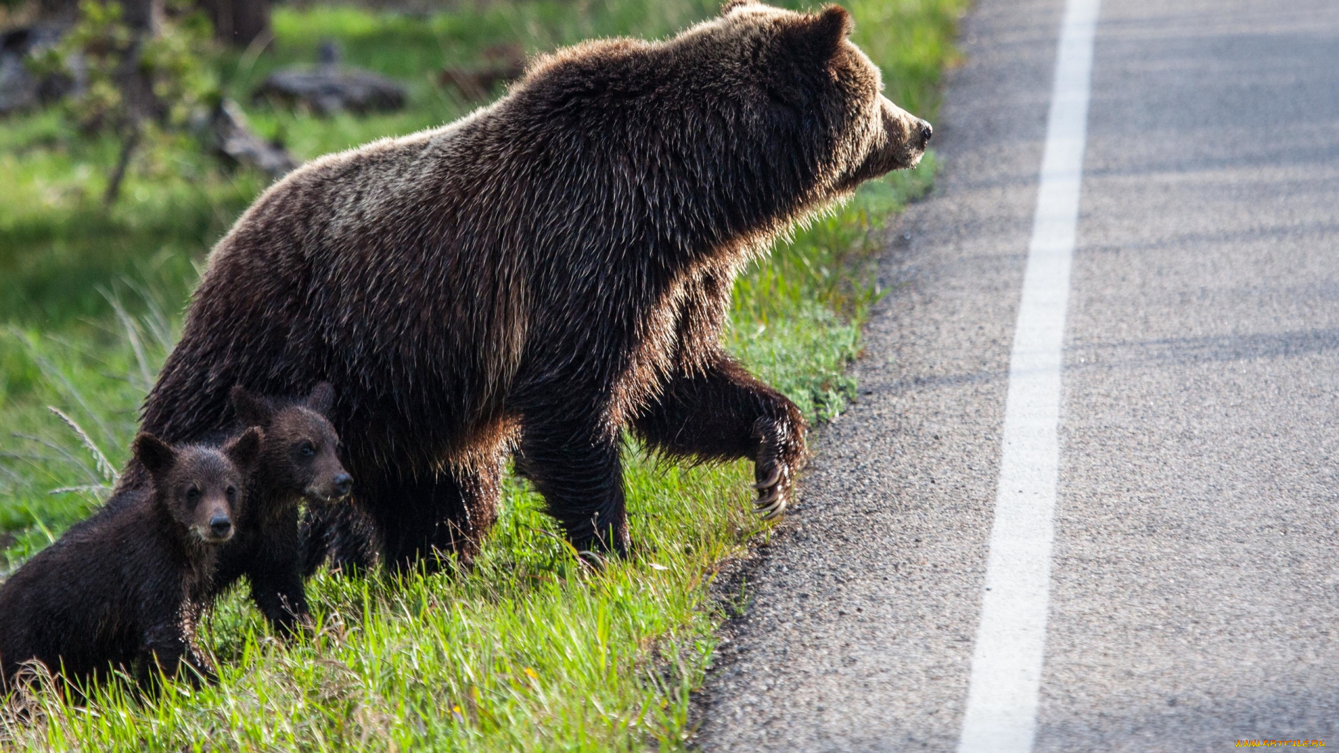 животные, медведи, природа, дорога, три, медведя, детёныши, медвежата, медведица, хищники
