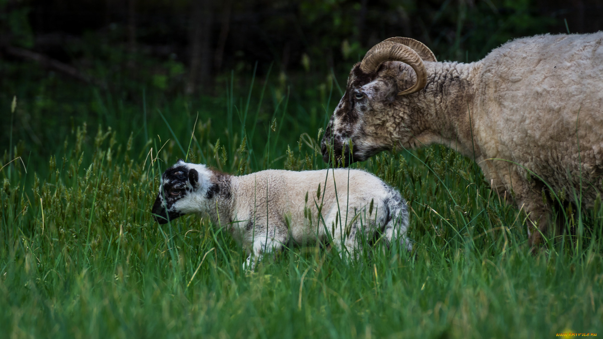 животные, овцы, , бараны, барашки