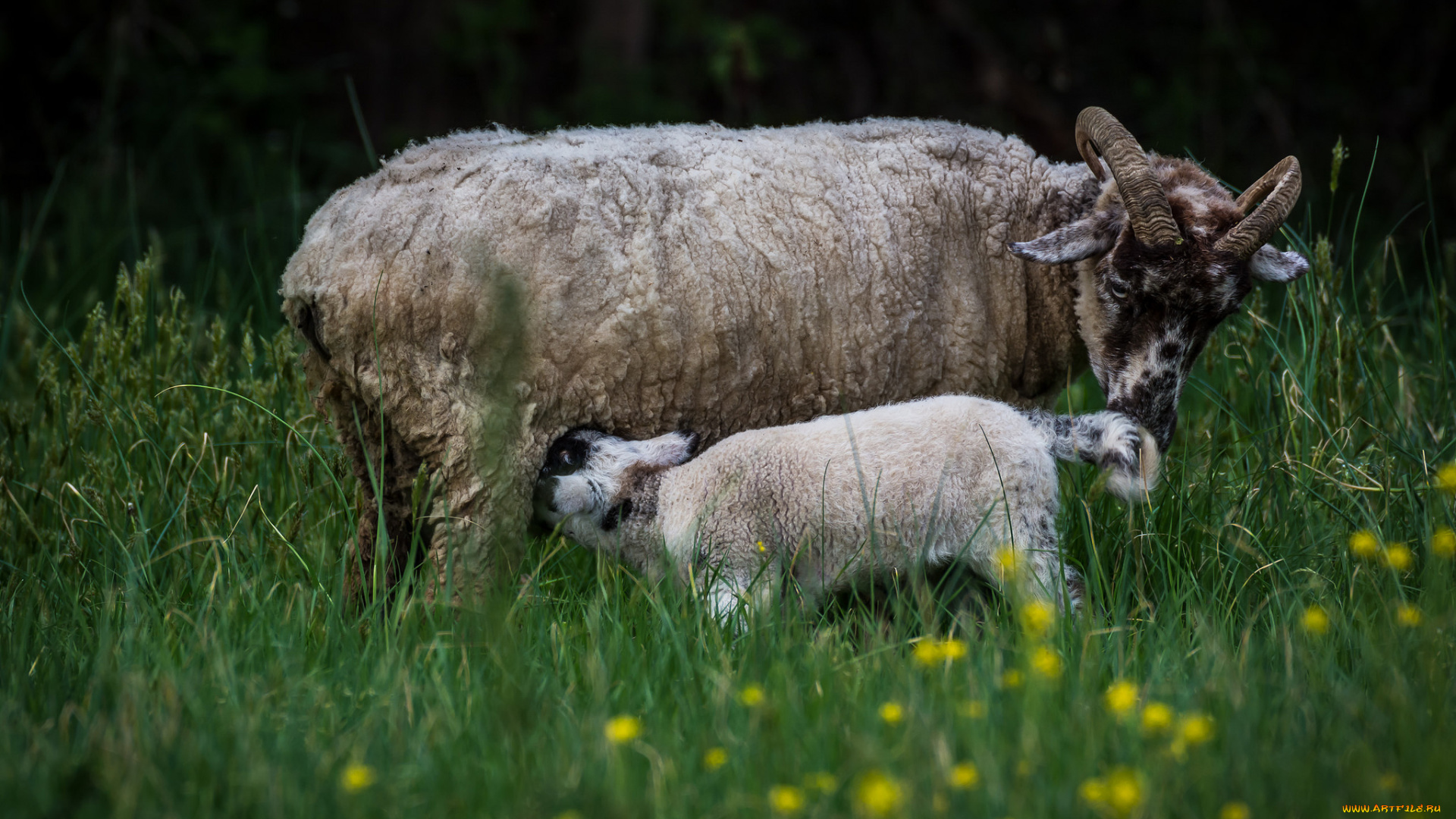 животные, овцы, , бараны, барашки