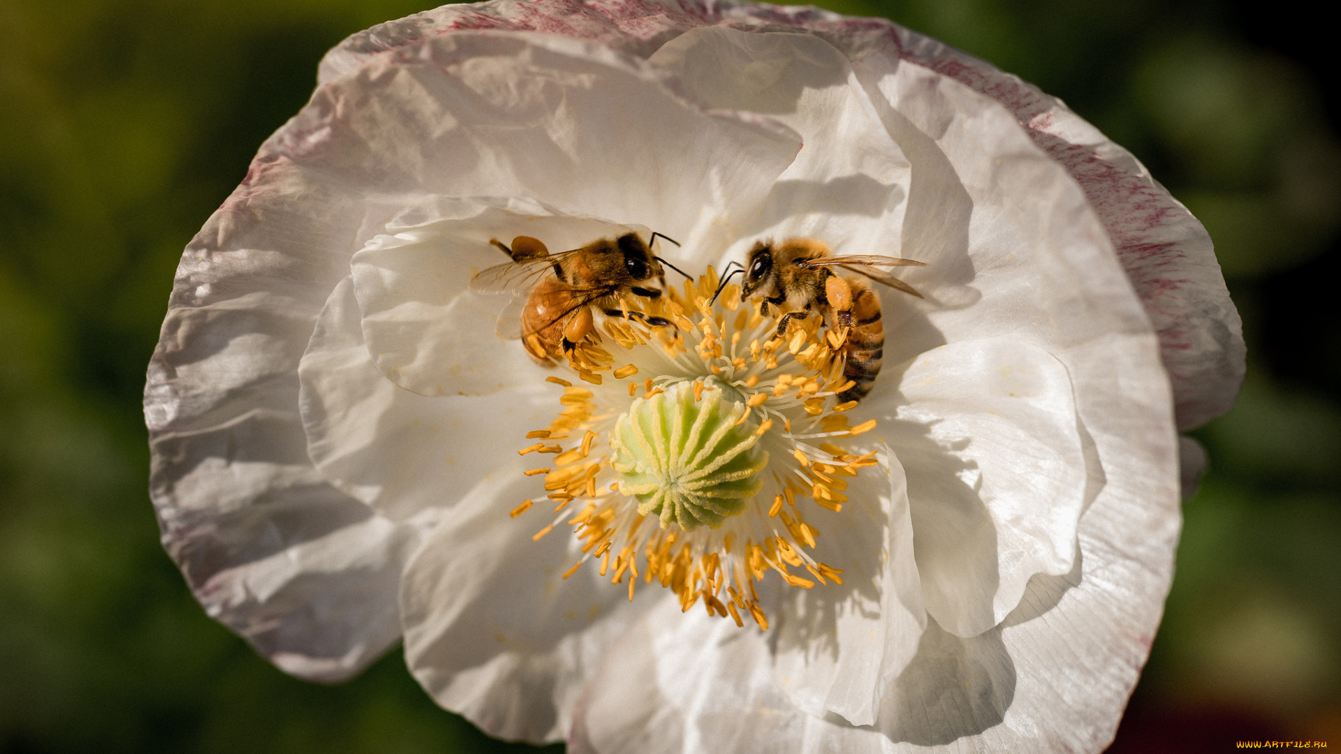 животные, пчелы, , осы, , шмели, пчёлы