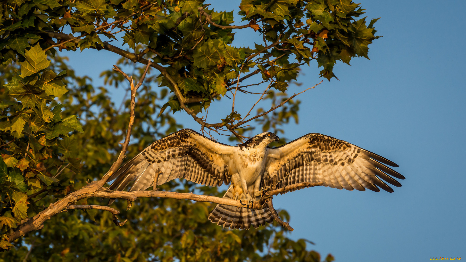 животные, птицы, -, хищники, хищник