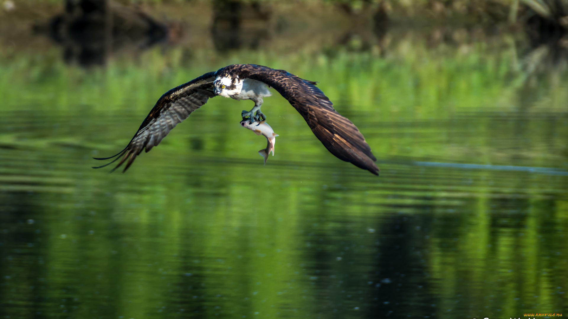 животные, птицы, -, хищники, охота